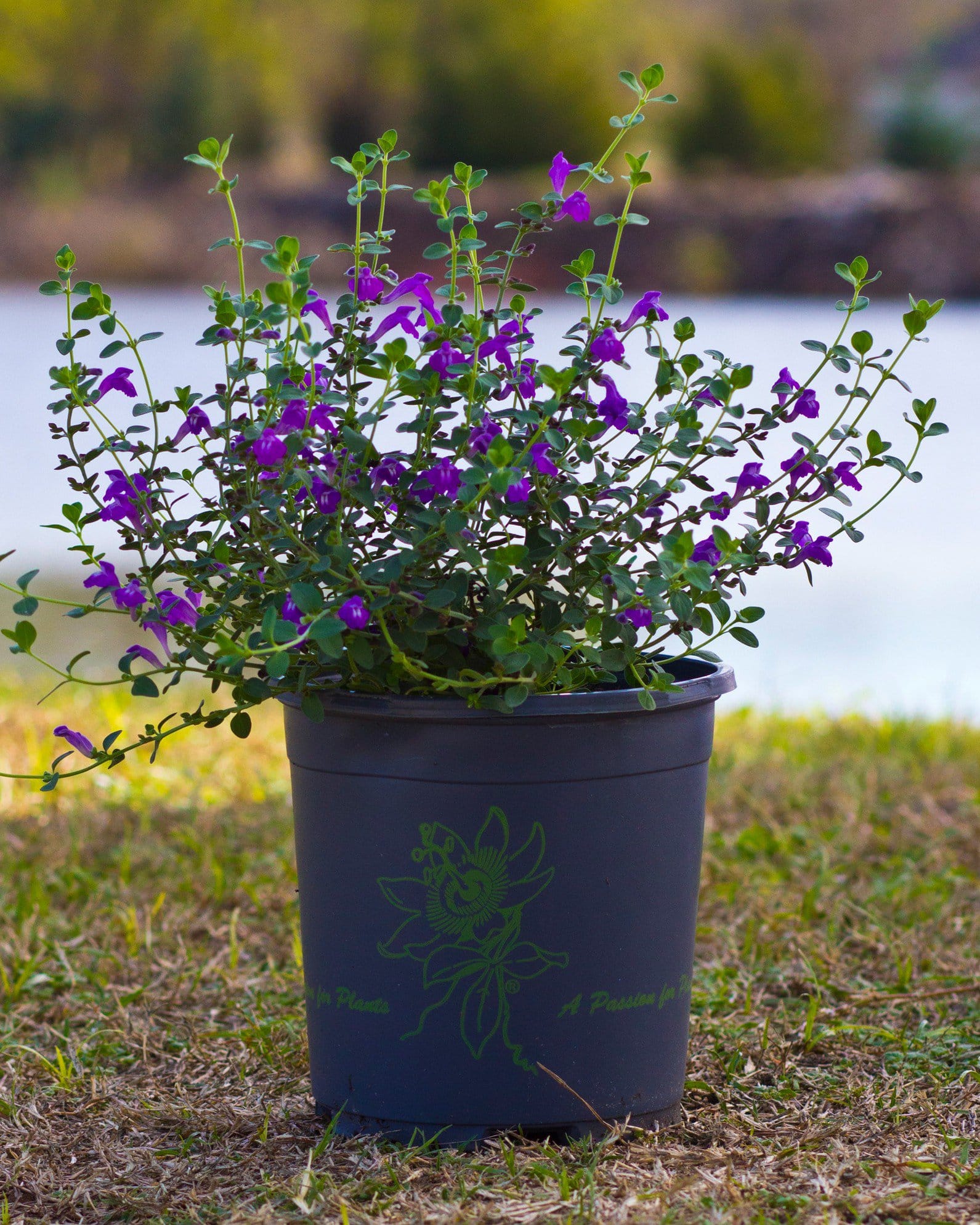 Dark Violet Skullcap - view 2