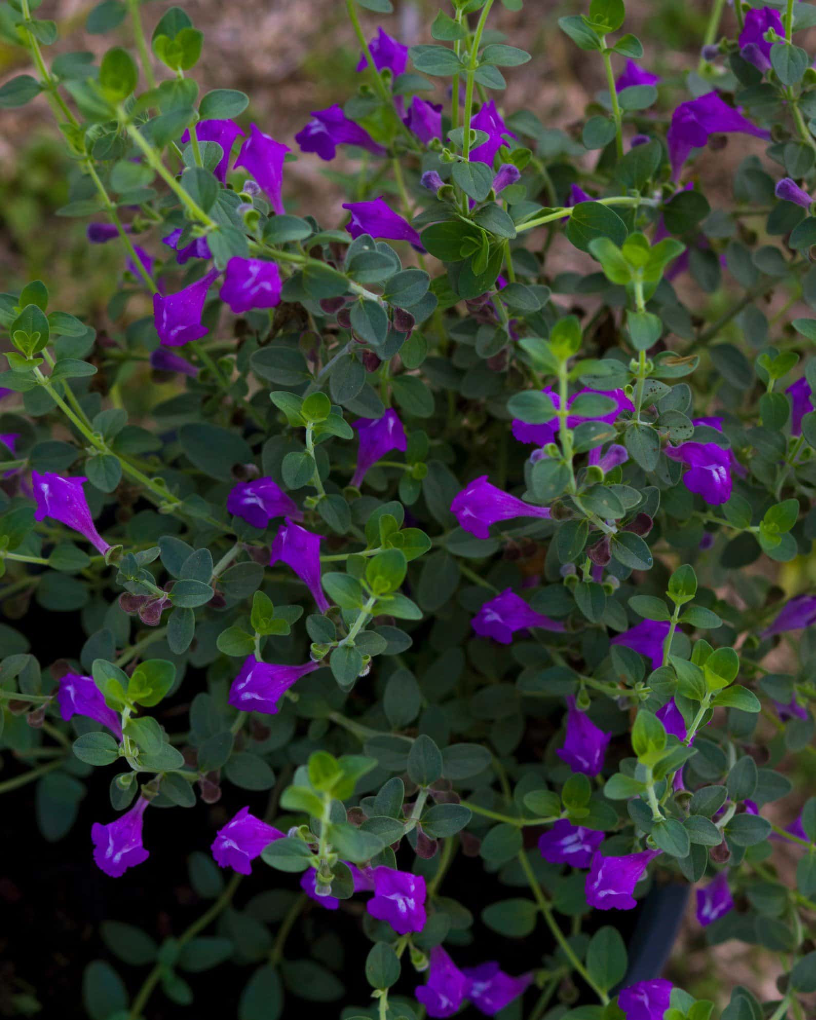 Dark Violet Skullcap - Image 3