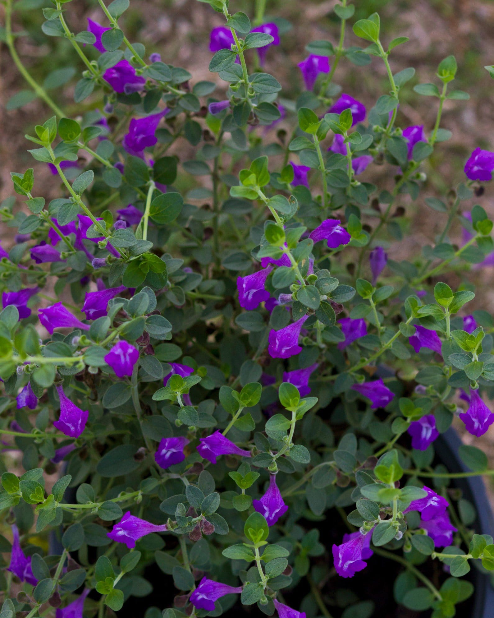 Dark Violet Skullcap - view 4