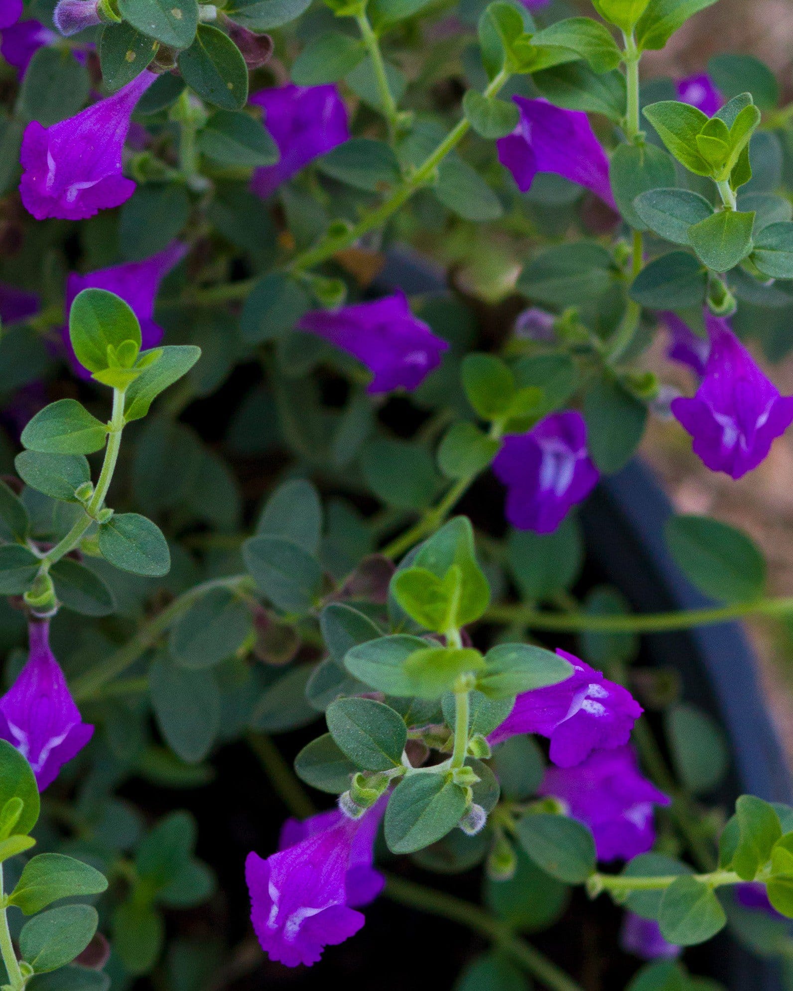 Dark Violet Skullcap - view 5