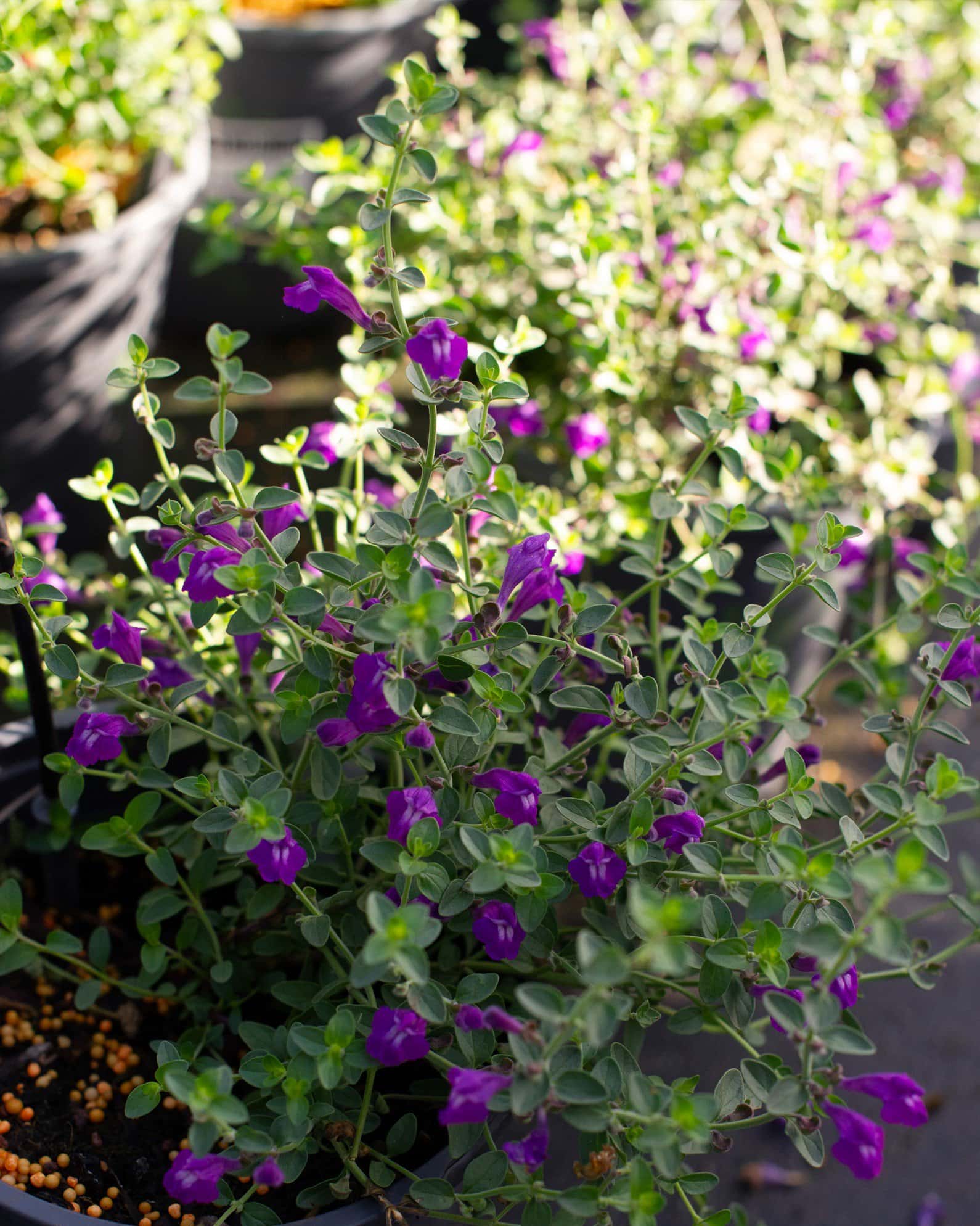 Dark Violet Skullcap - Image 7