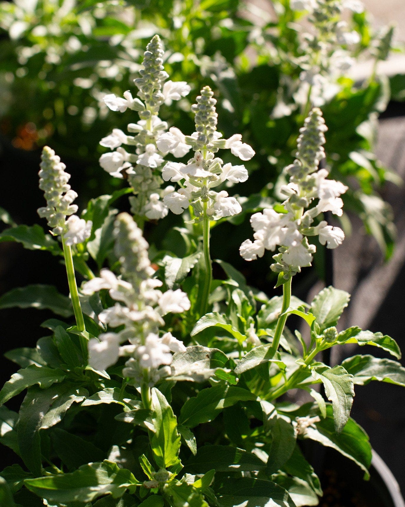 Sallyfun Pure White Salvia - view 3