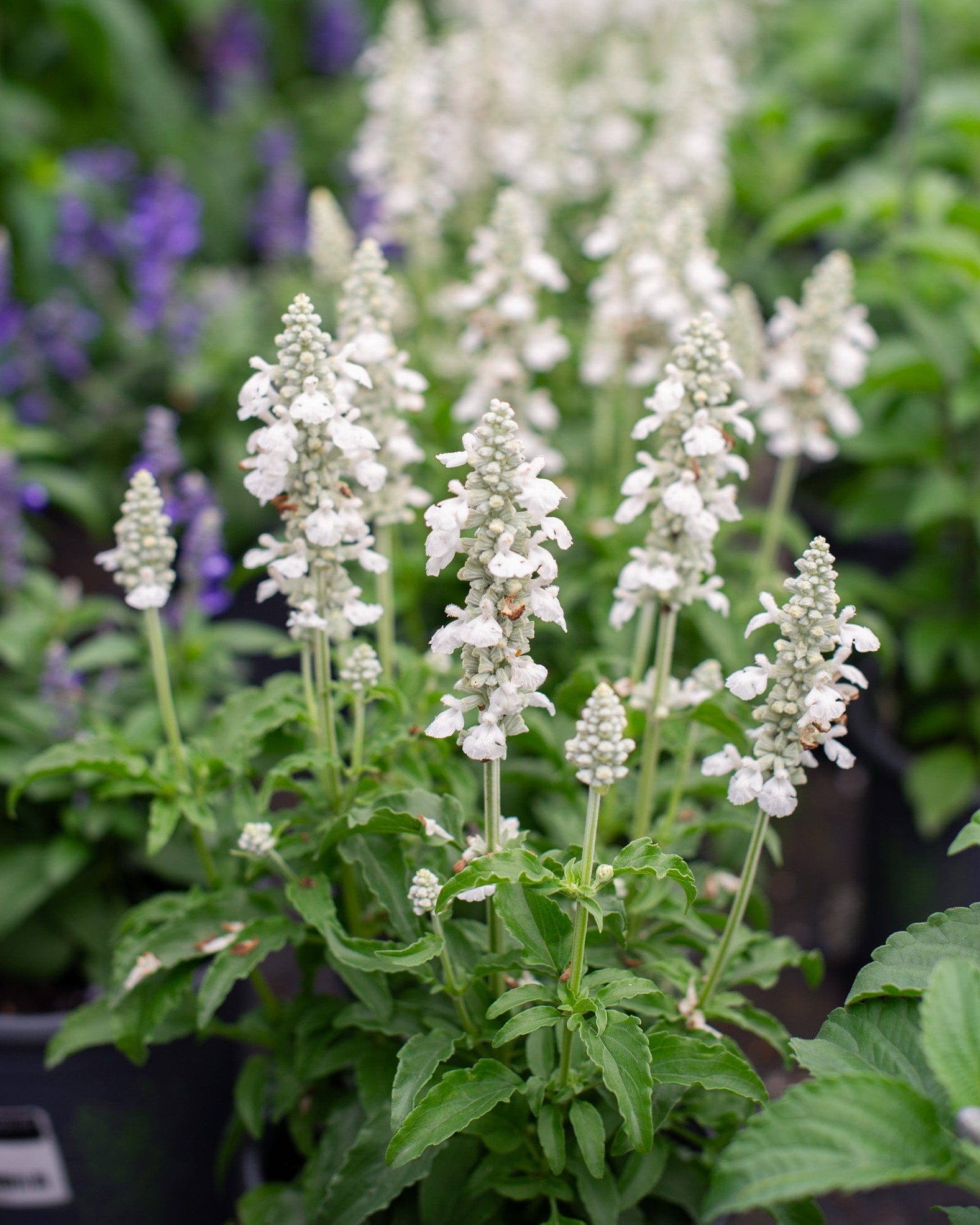 Sallyfun Pure White Salvia - view 4