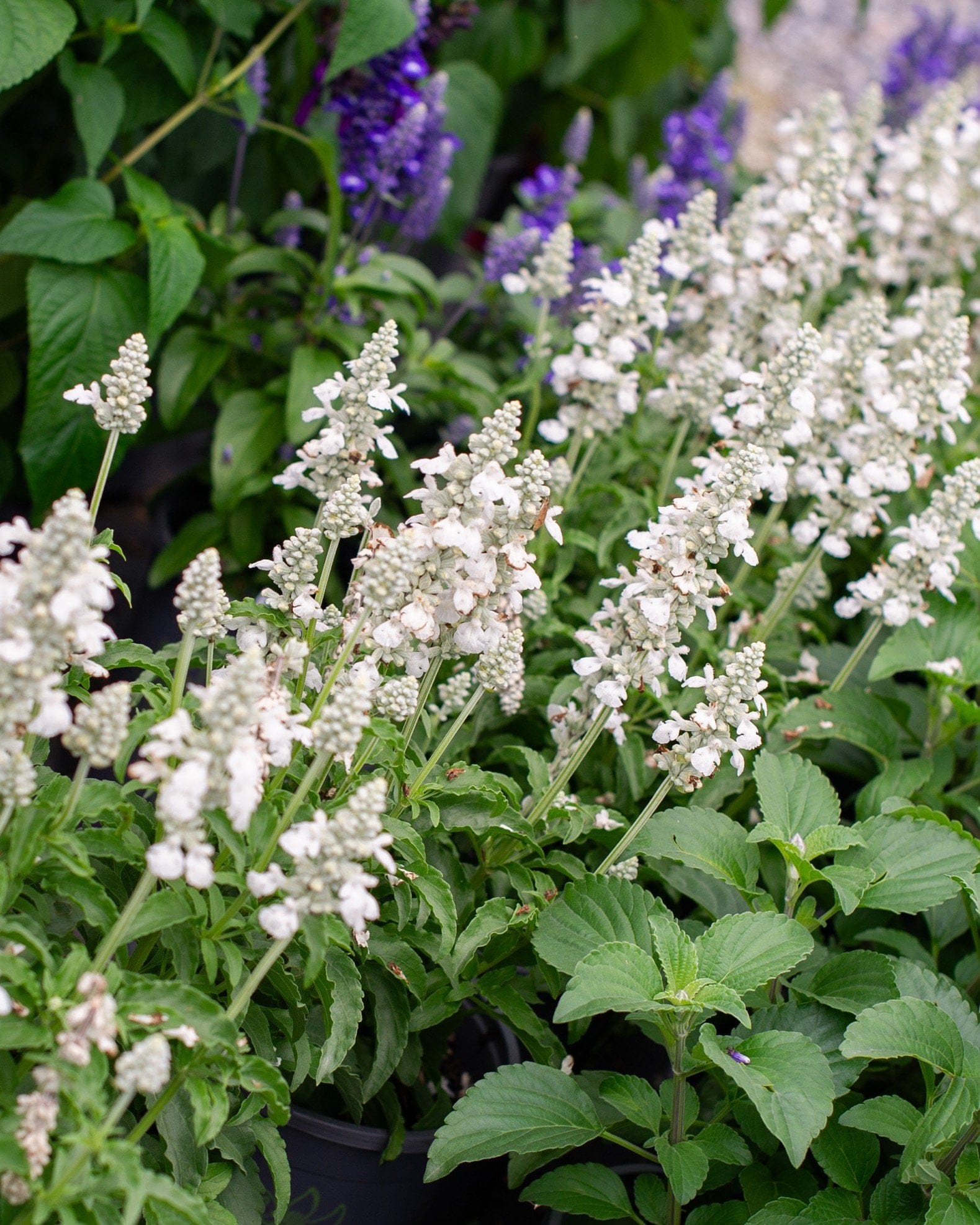 Sallyfun Pure White Salvia - view 5