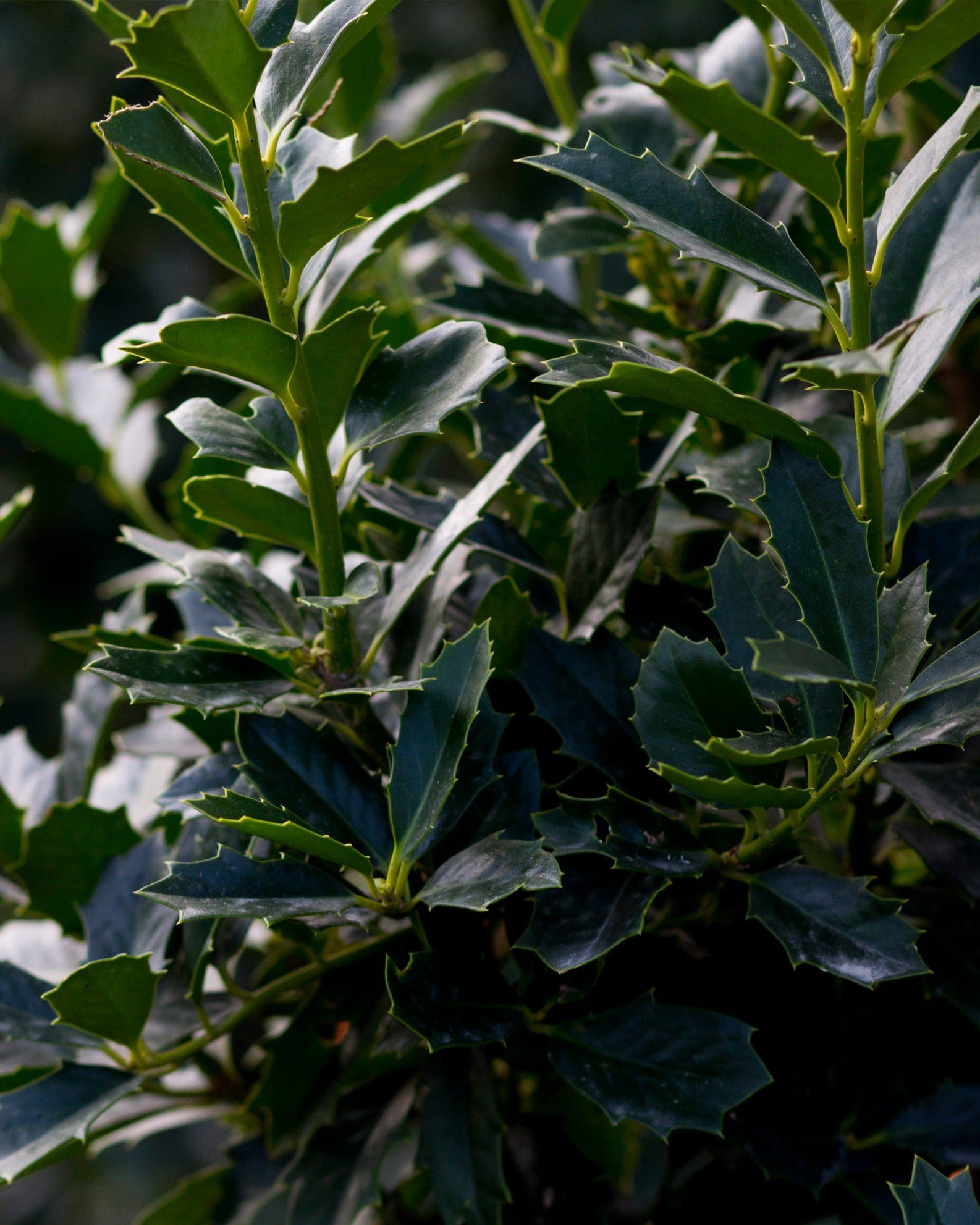 Oakleaf Holly - view 2