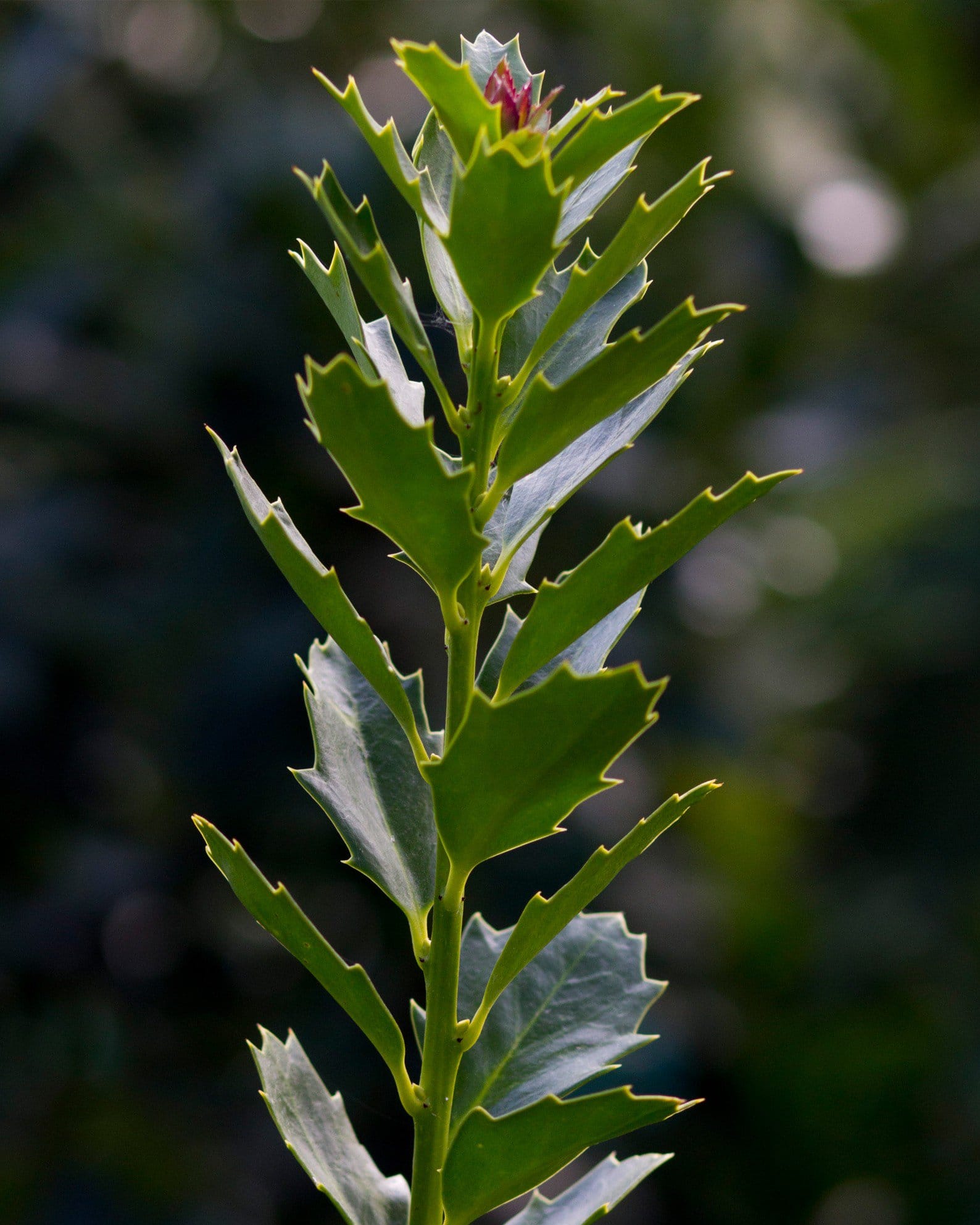 Oakleaf Holly - view 3
