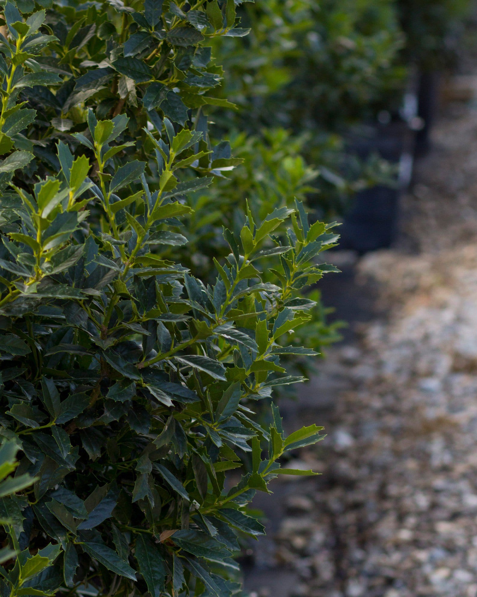 Oakleaf Holly - view 4