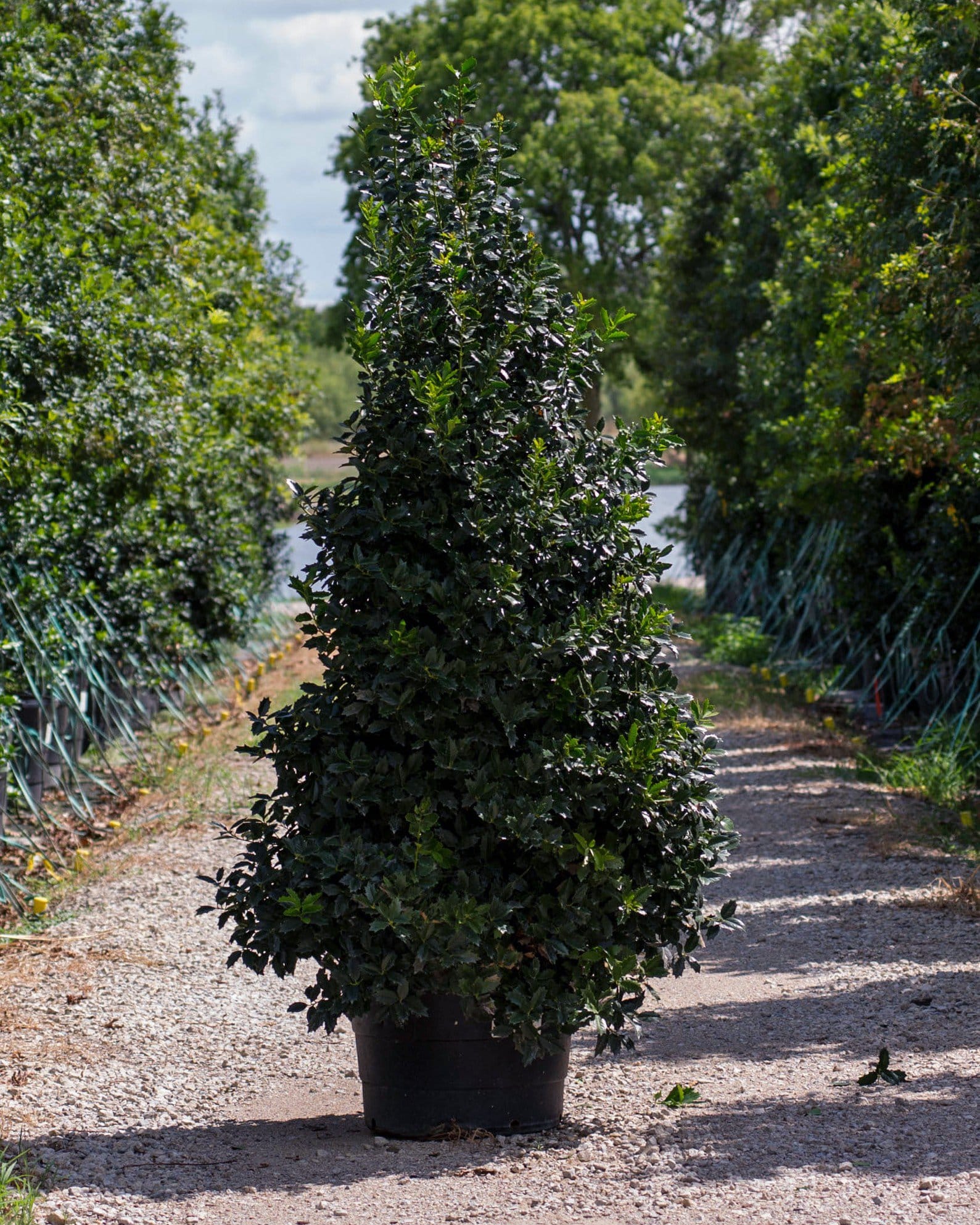 Oakleaf Holly
