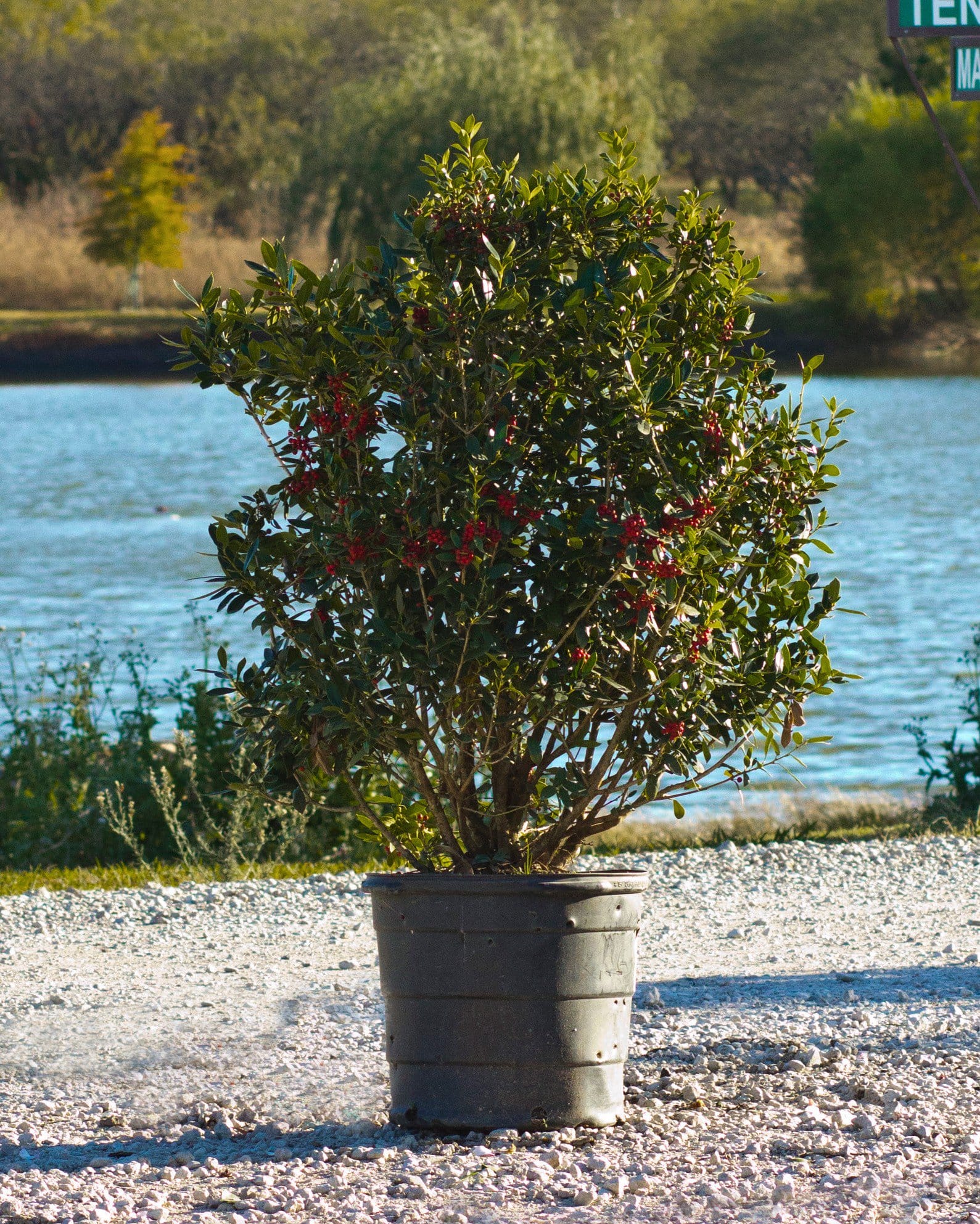 Needlepoint Holly