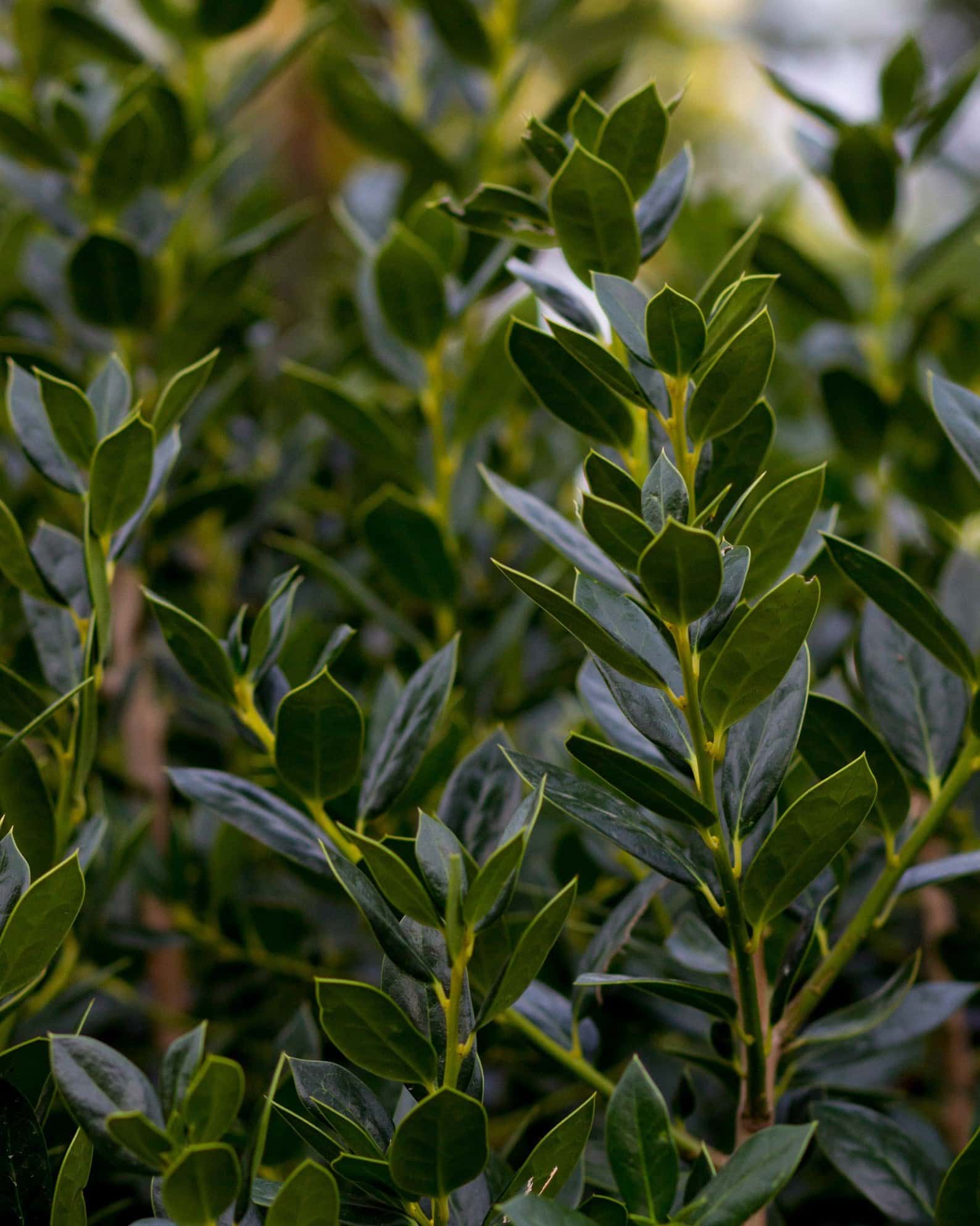 Needlepoint Holly - Image 1