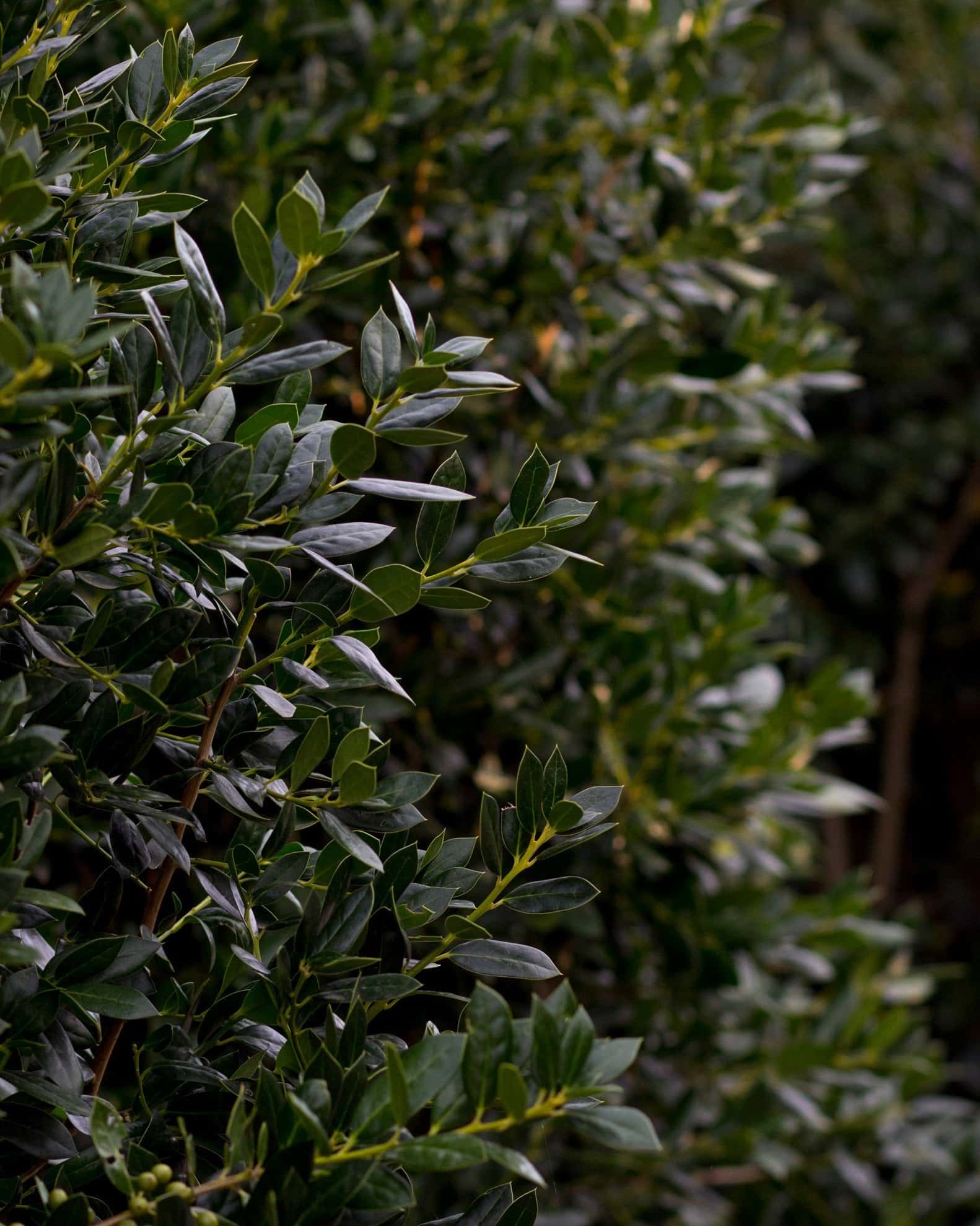 Needlepoint Holly - Image 3