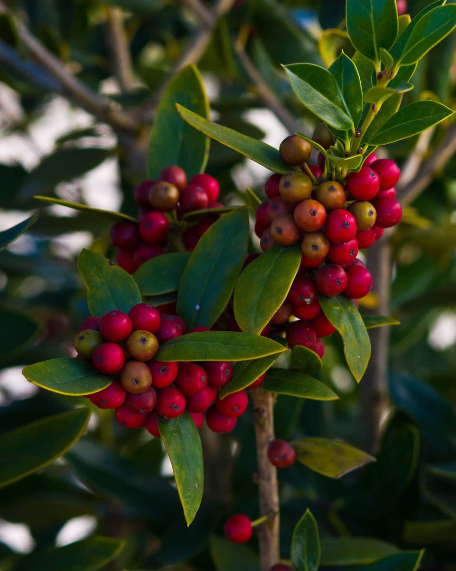 Needlepoint Holly - Image 4