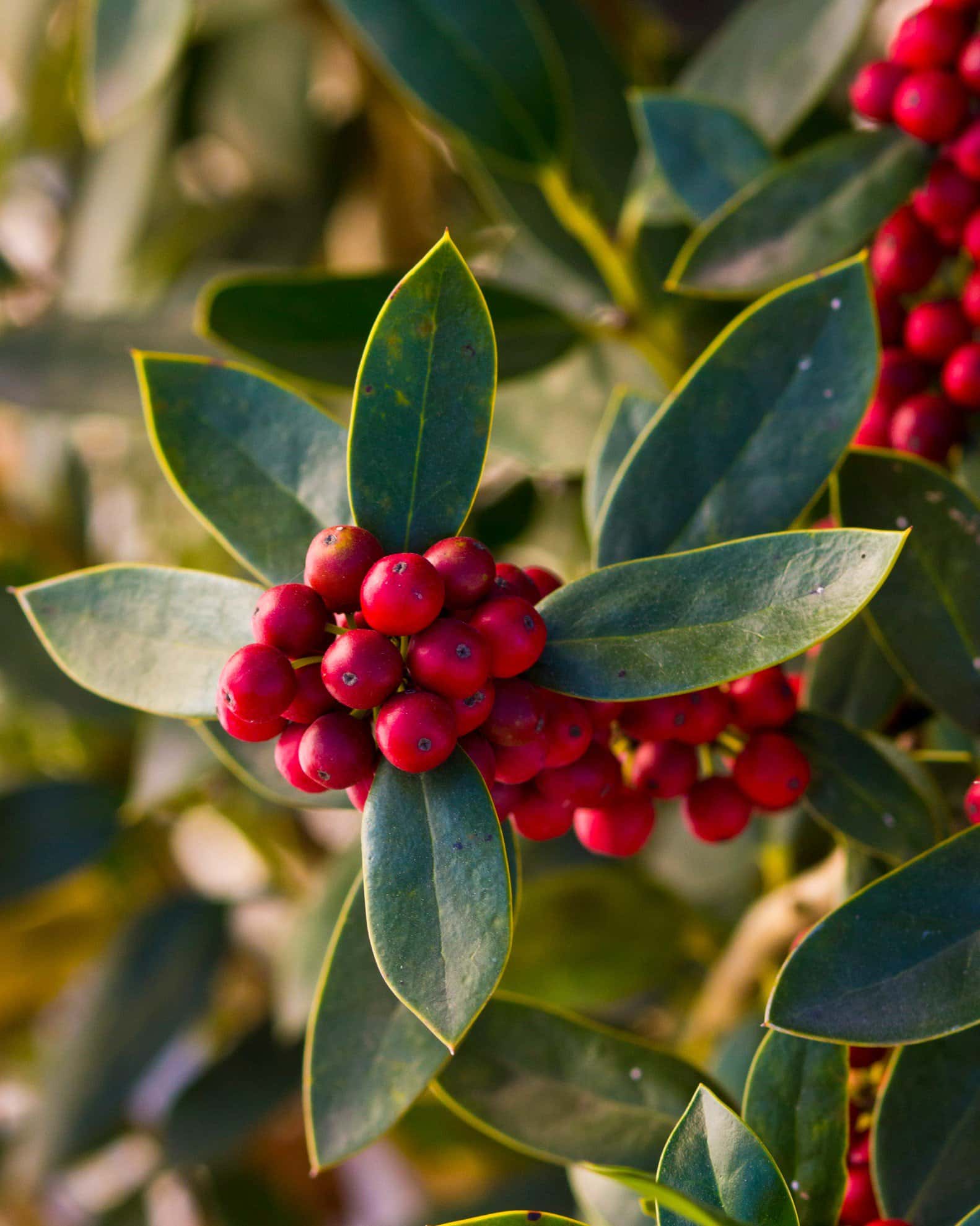 Needlepoint Holly - Image 6