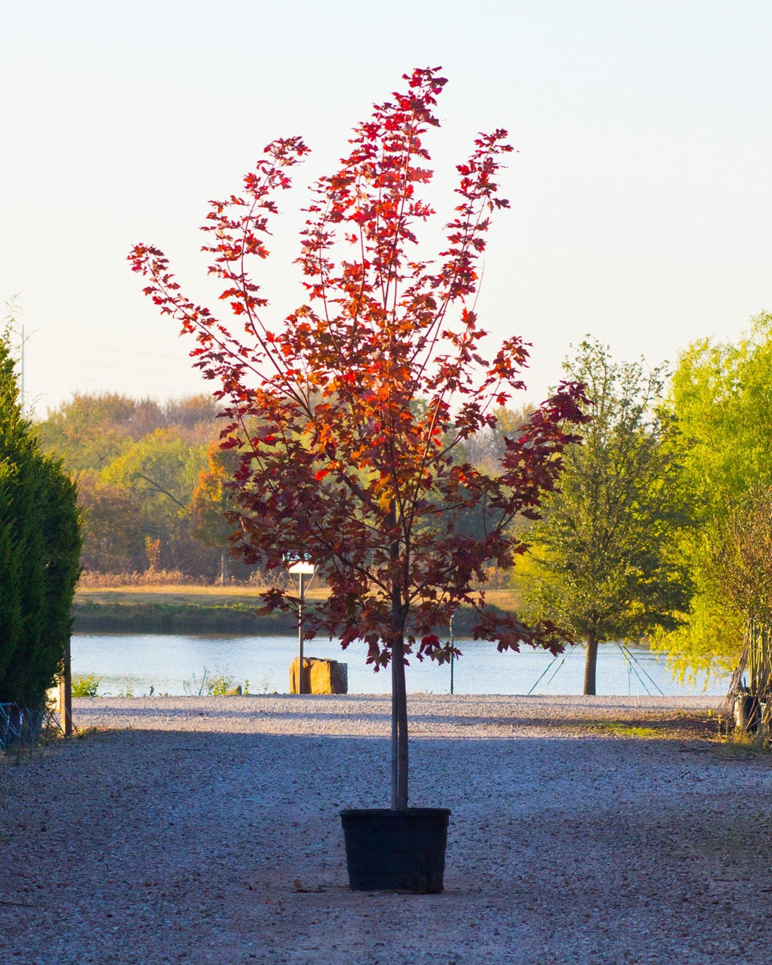 Autumn Blaze Maple - view 5