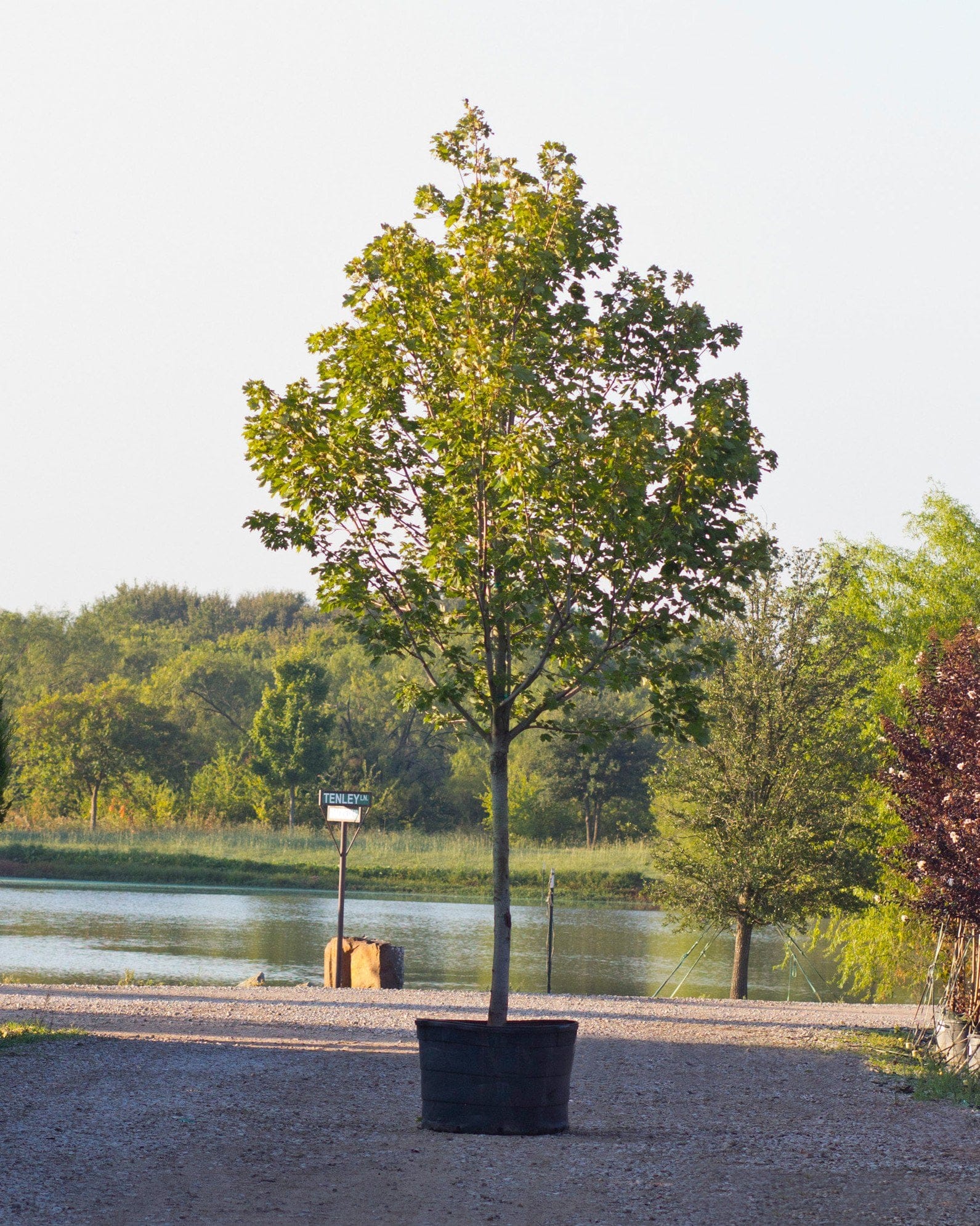 October Glory Maple - view 5