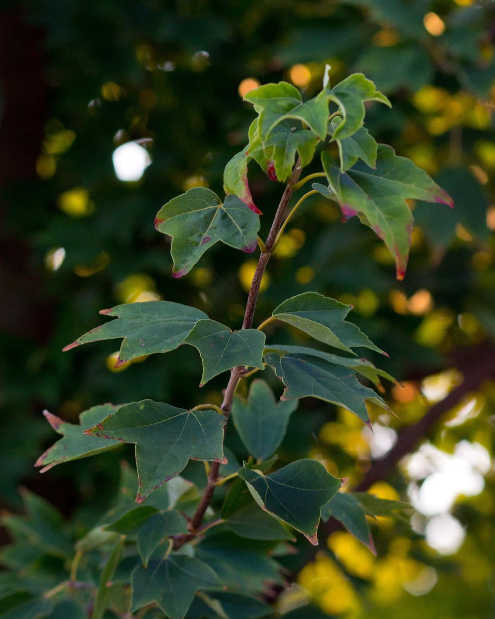 Trident Maple - Image 3