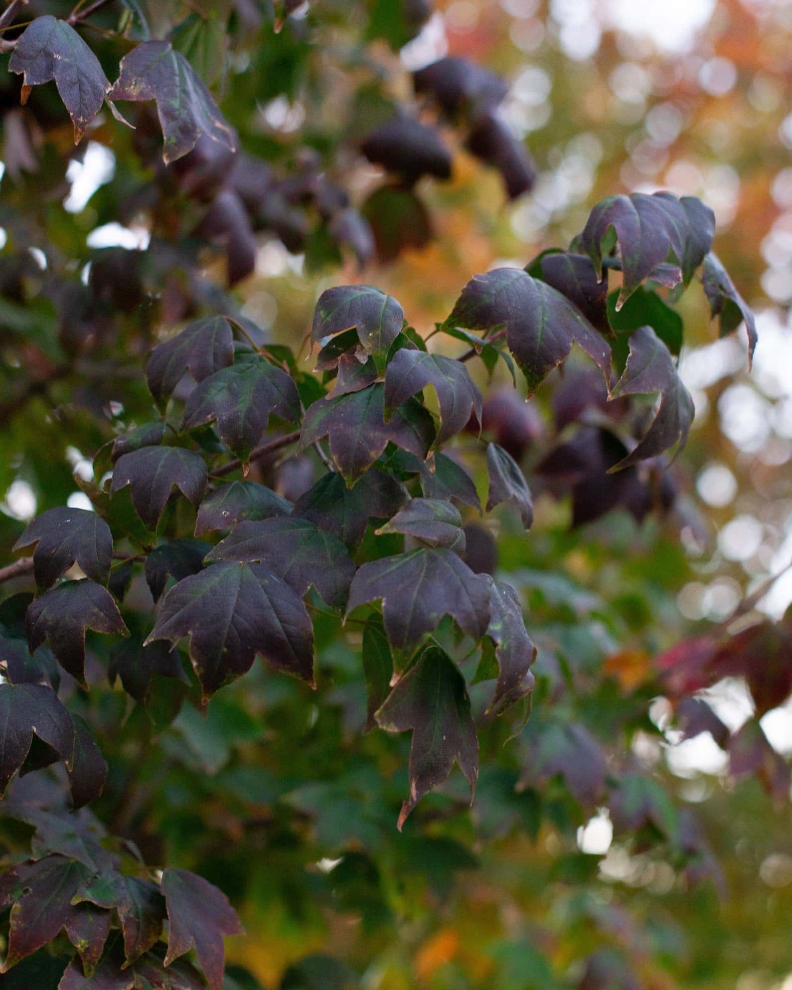 Trident Maple - Image 5