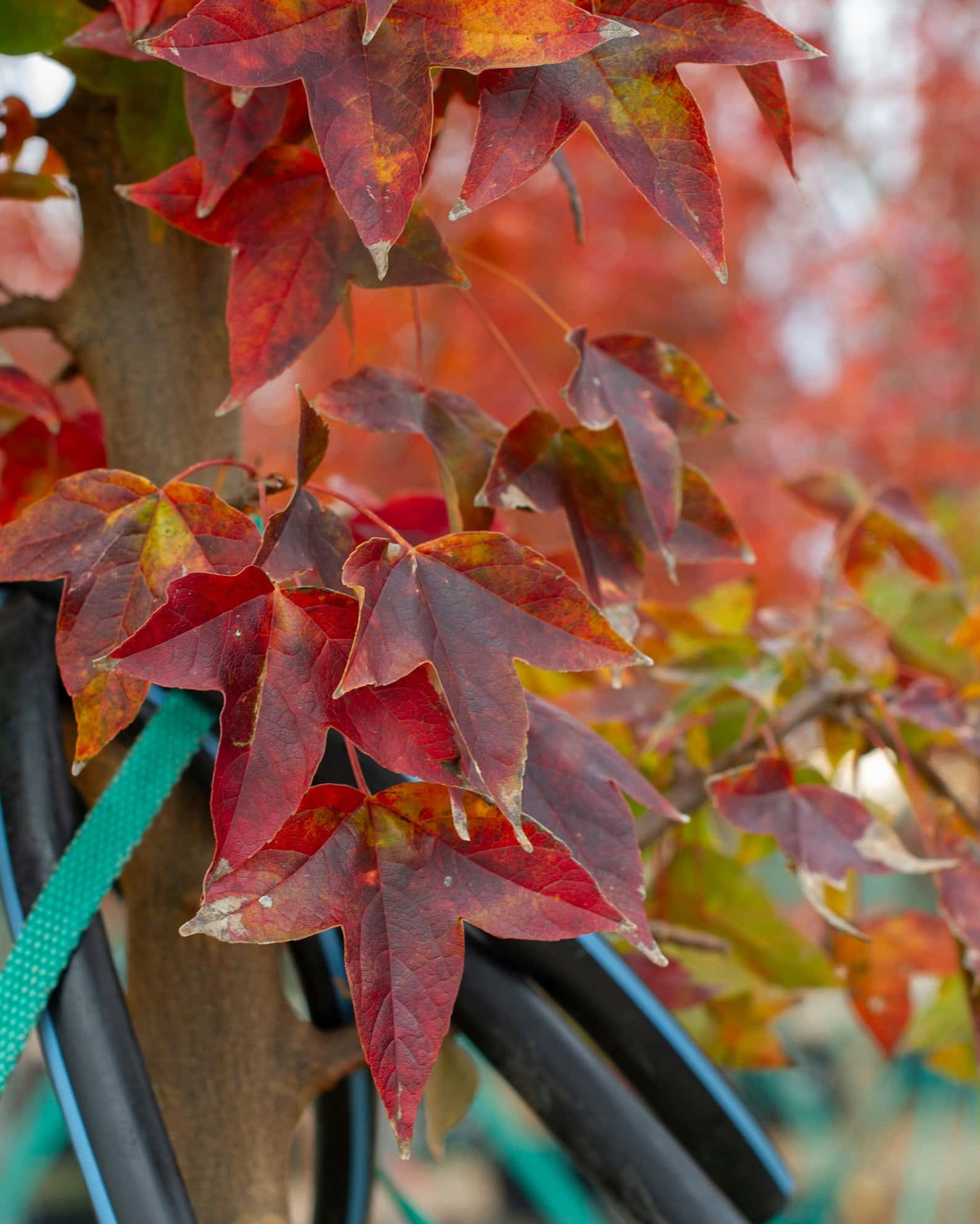Trident Maple - Image 6