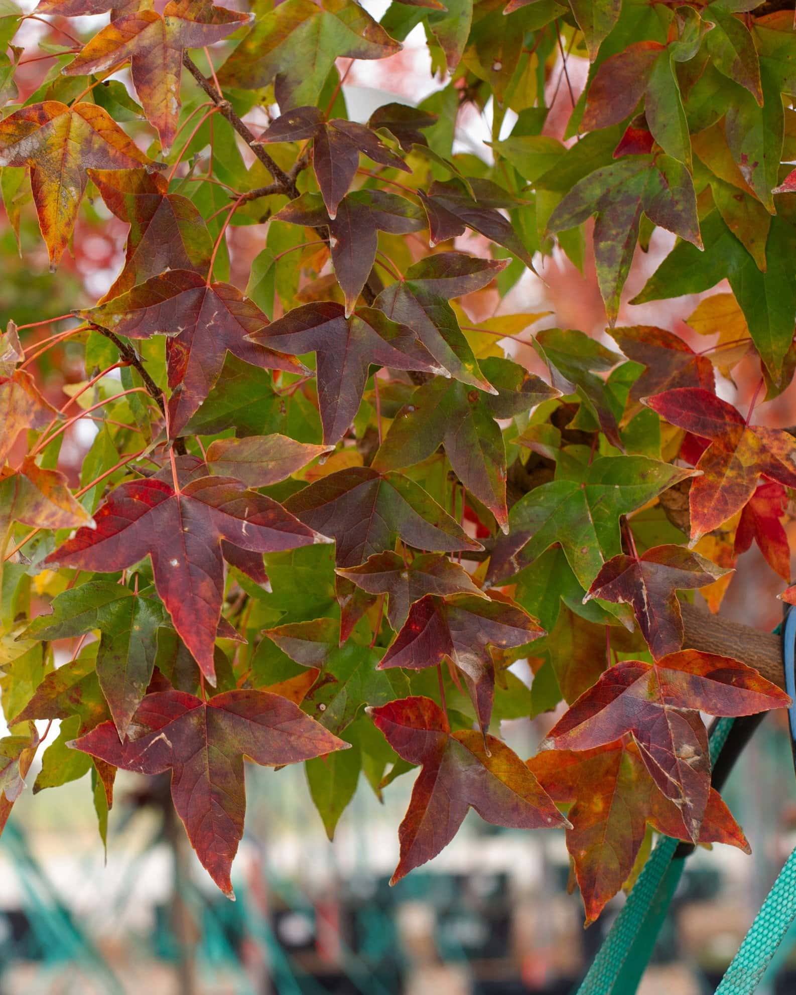 Trident Maple - Image 7