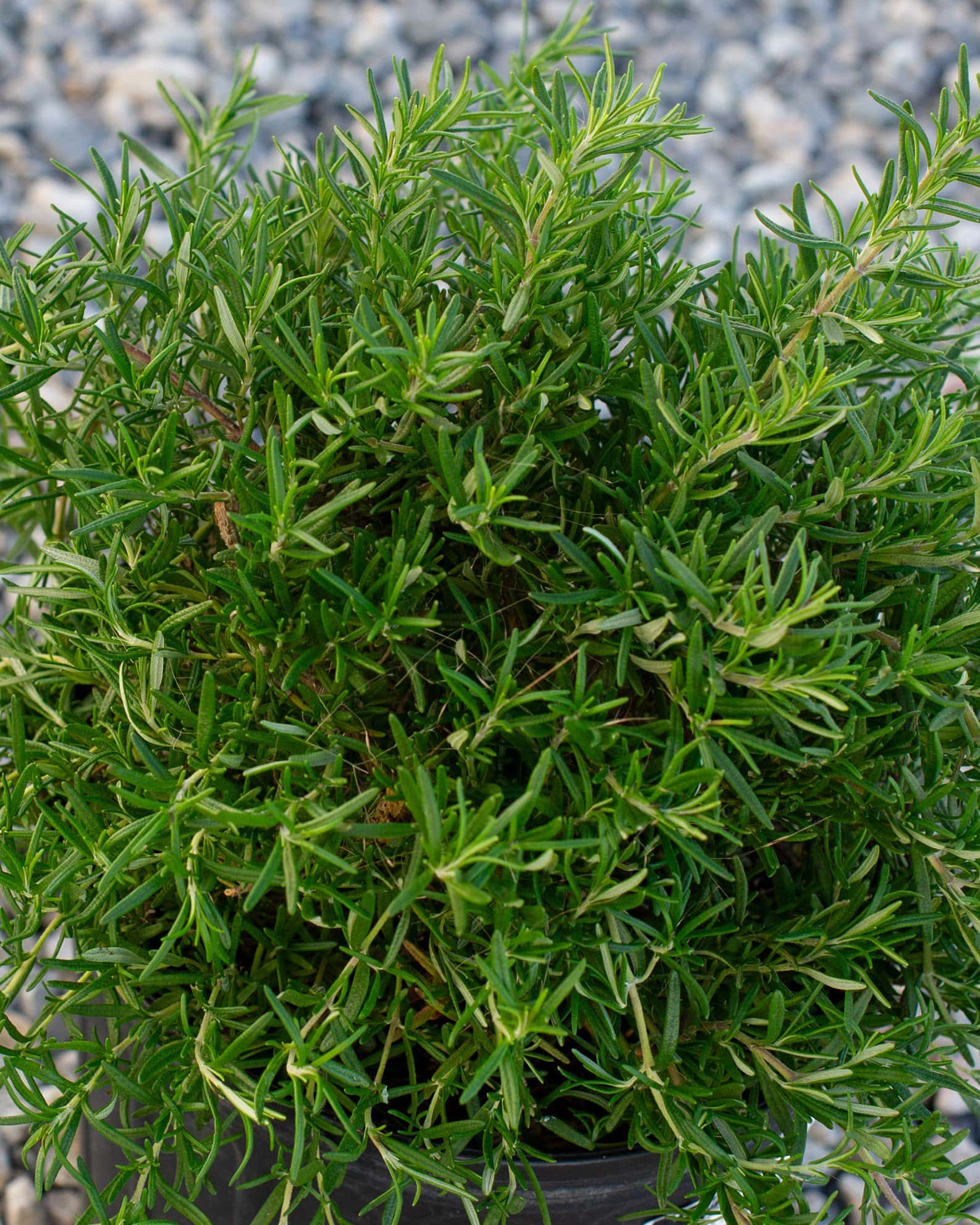 Trailing Rosemary - Main Image