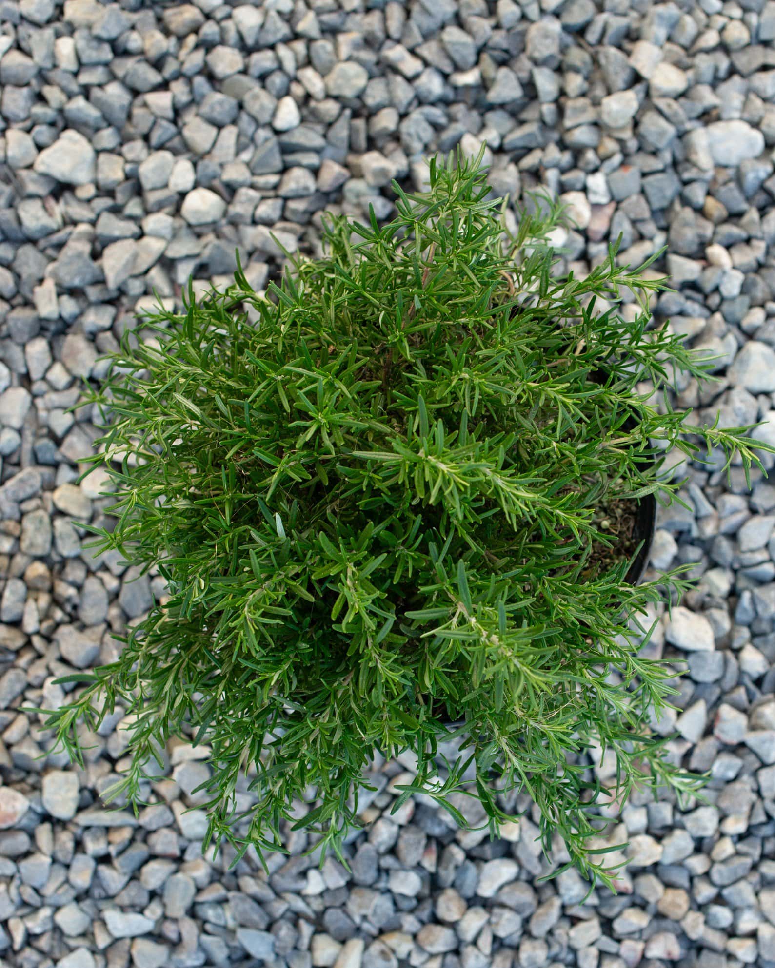 Trailing Rosemary - Image 1