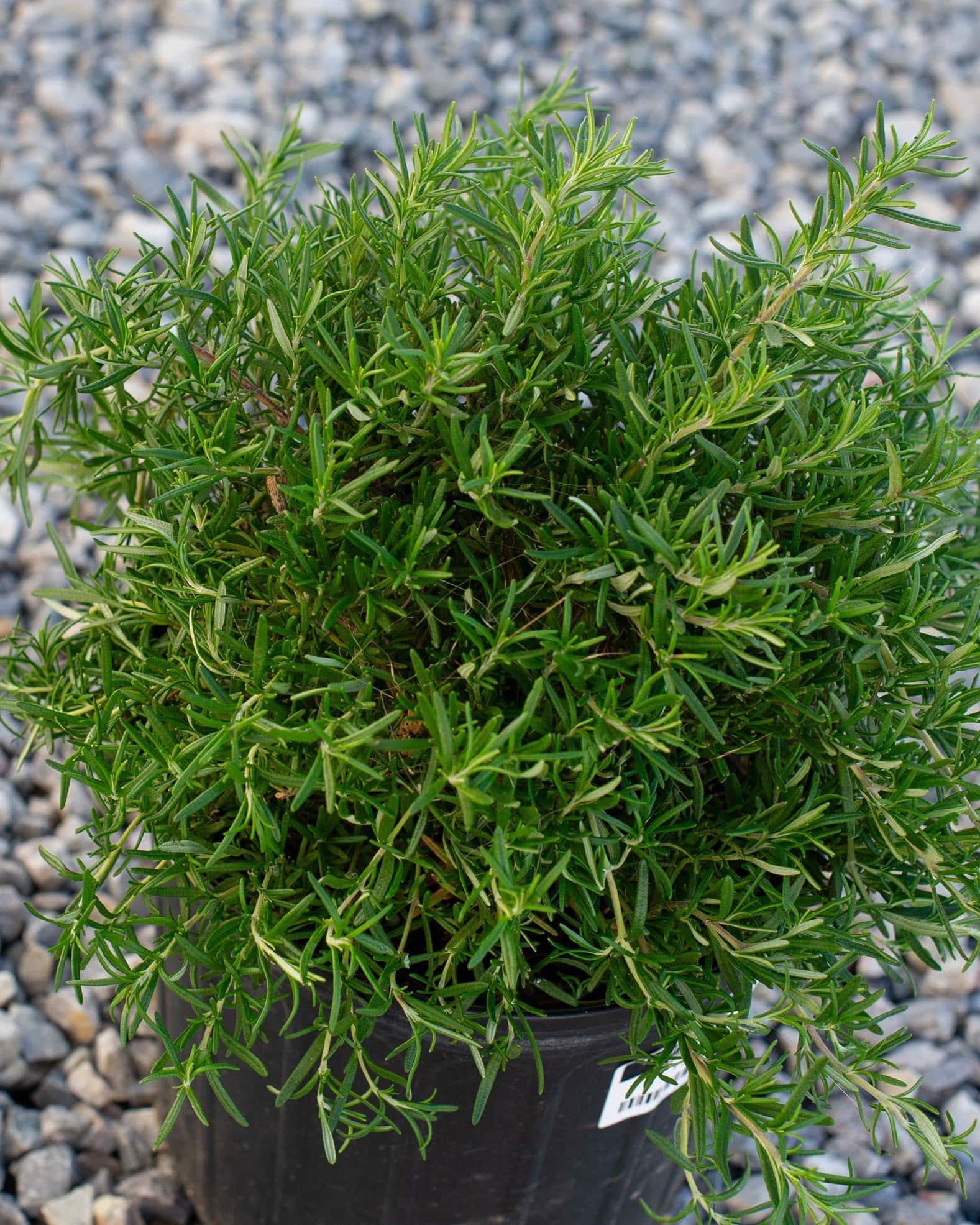 Trailing Rosemary - Image 3