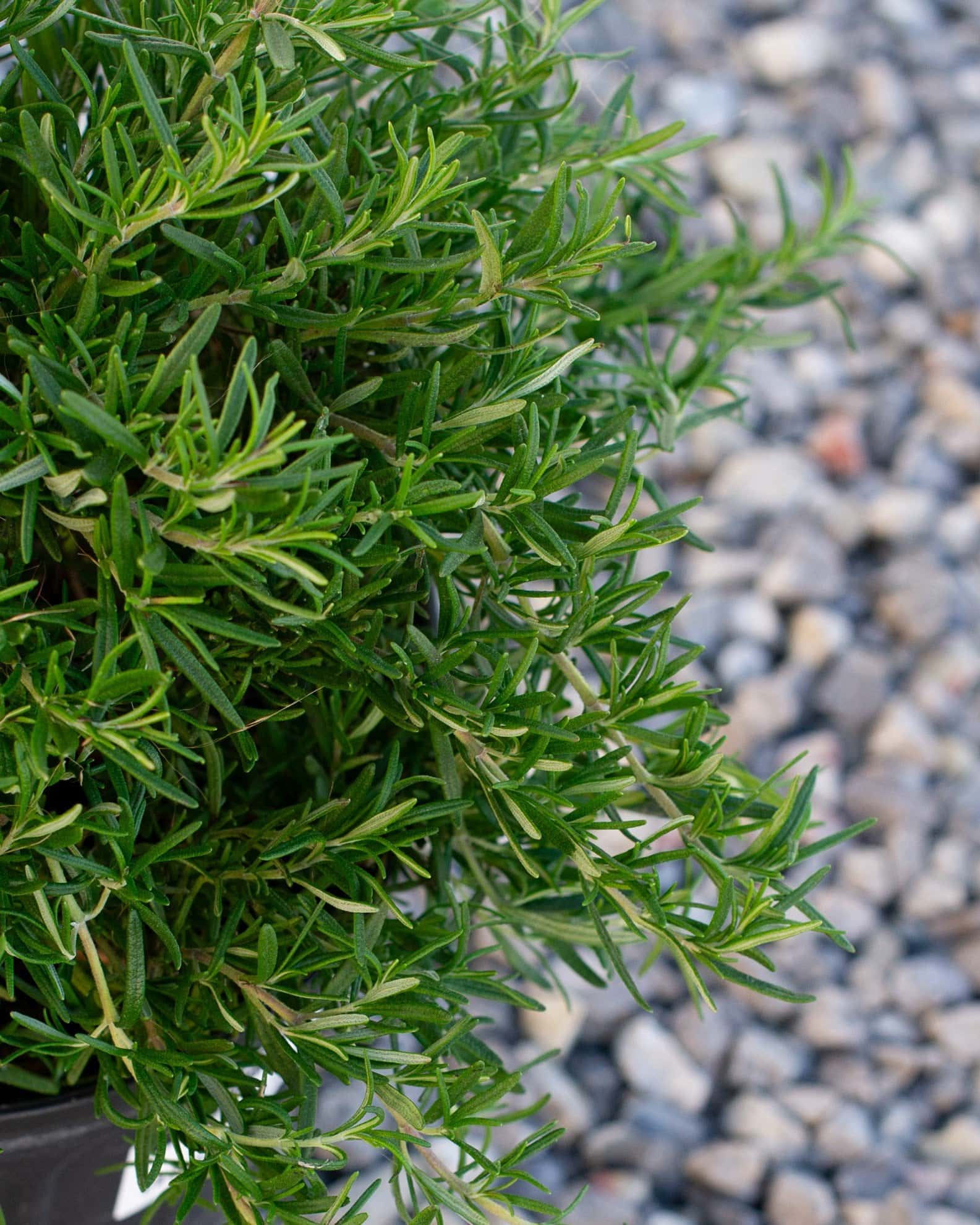 Trailing Rosemary - Image 4
