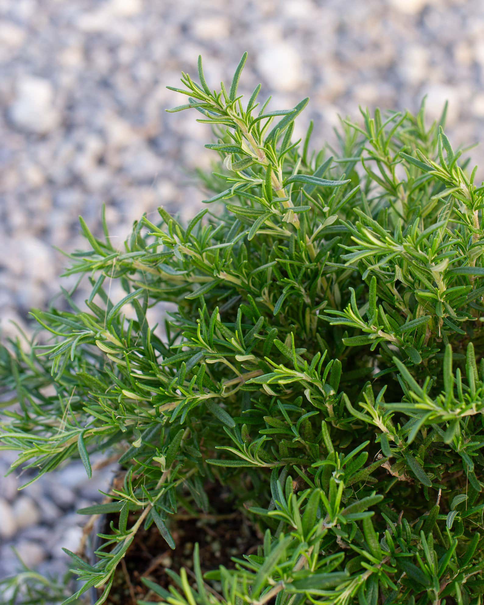 Trailing Rosemary - Image 5