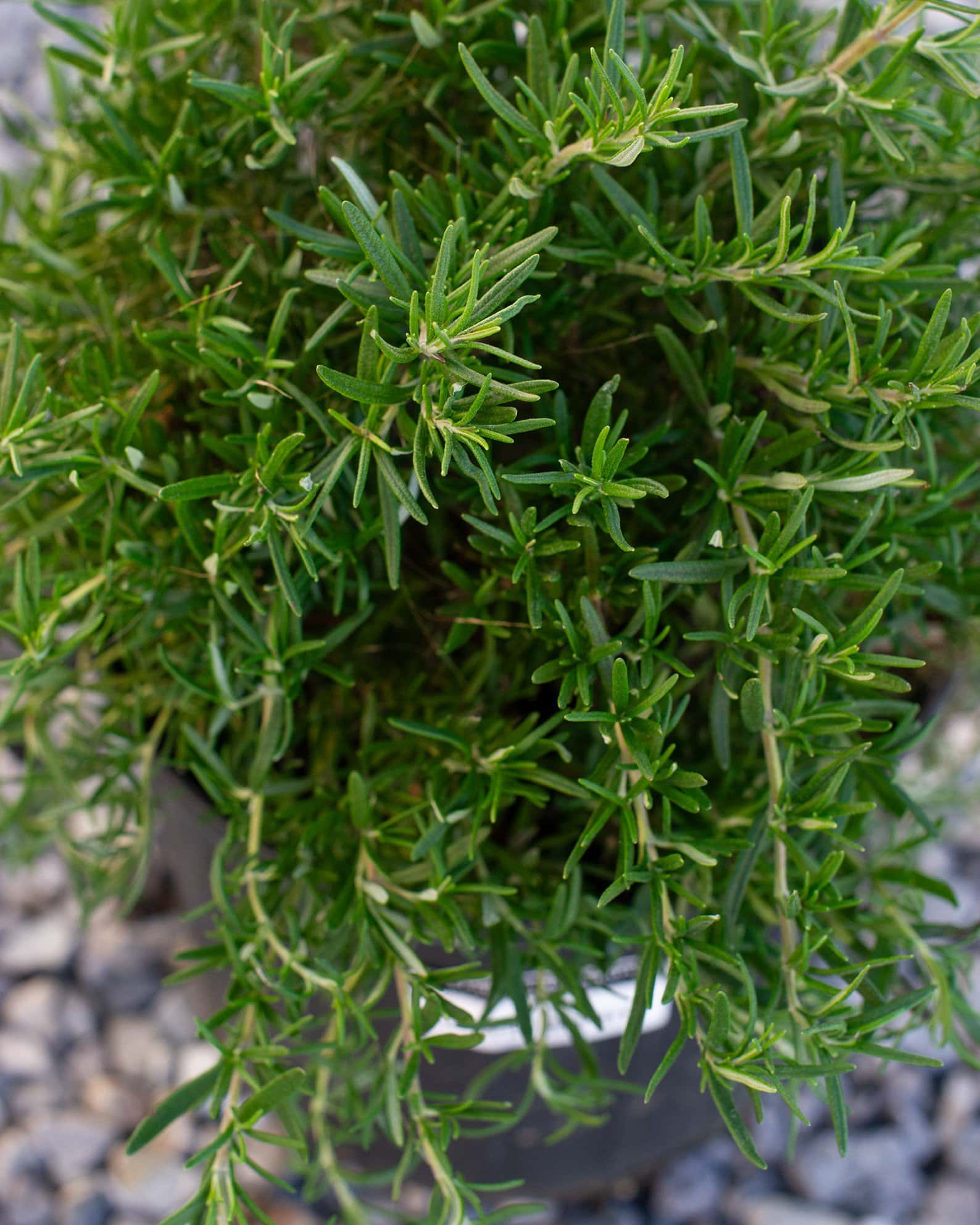 Trailing Rosemary - Image 6