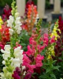 Speedy Sonnet Mix Snapdragon thumbnail 1