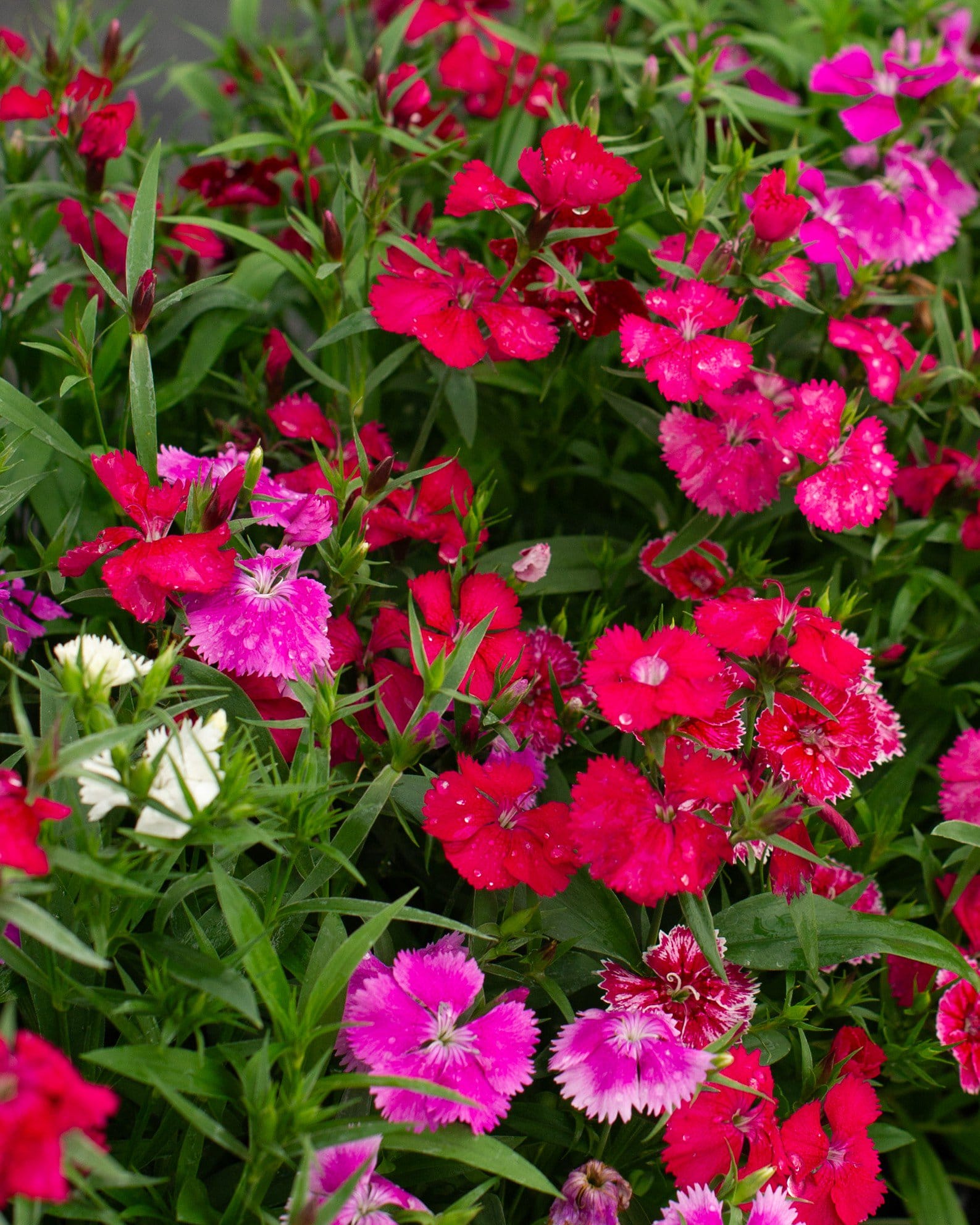 Floral Lace Mix Dianthus - Main Image