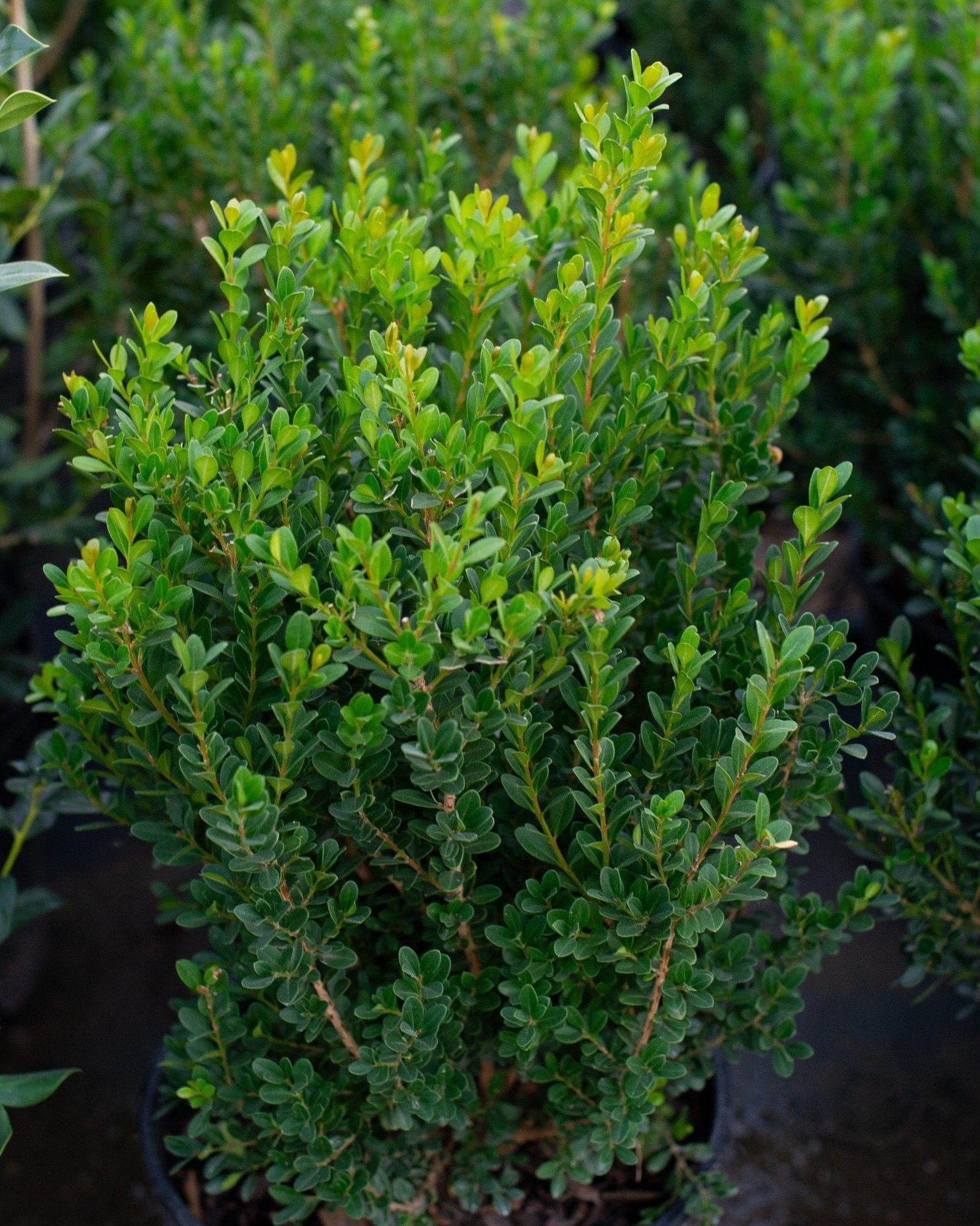 Baby Gem Boxwood - view 5
