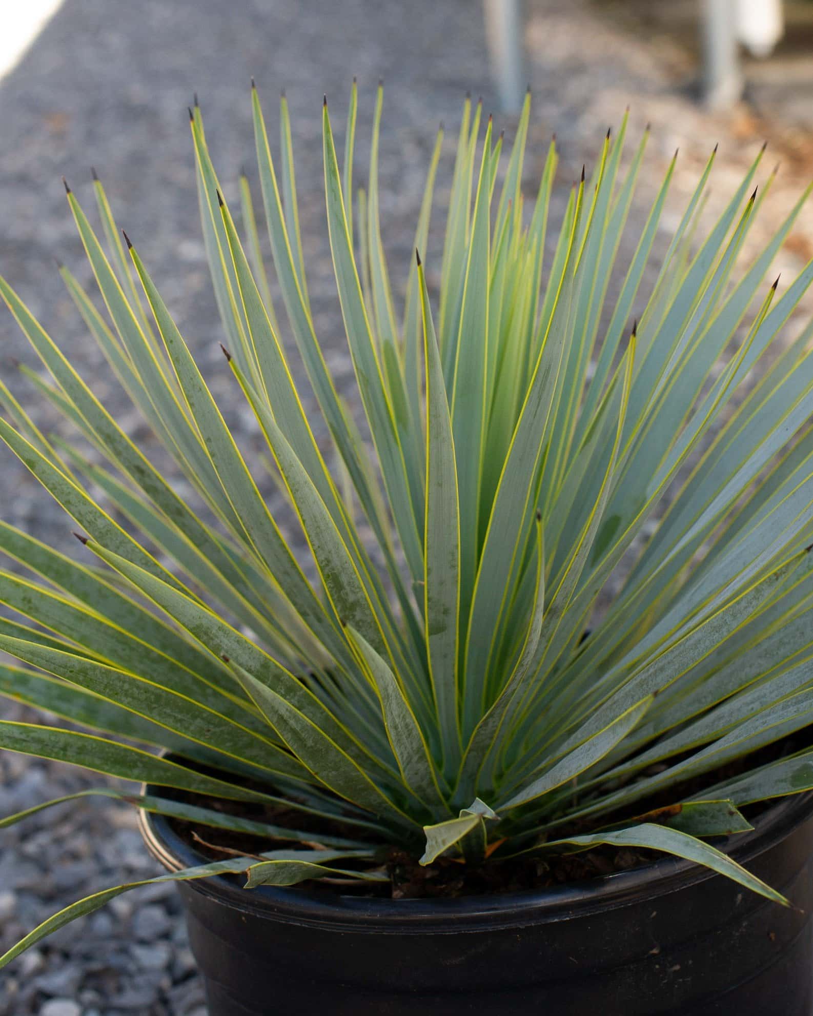 Beaked Yucca - Image 6