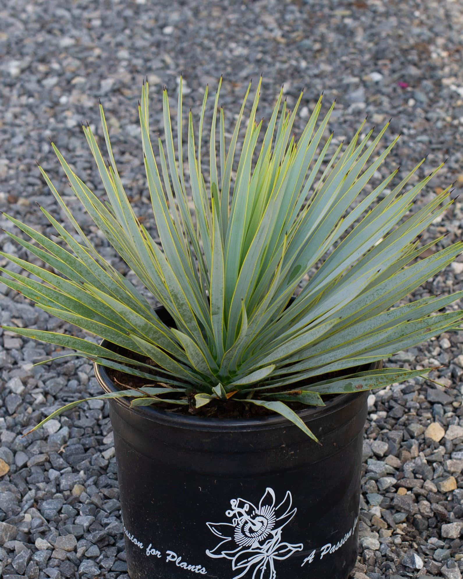 Beaked Yucca - Image 7