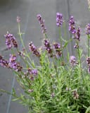 Big Time Blue Lavender thumbnail 8