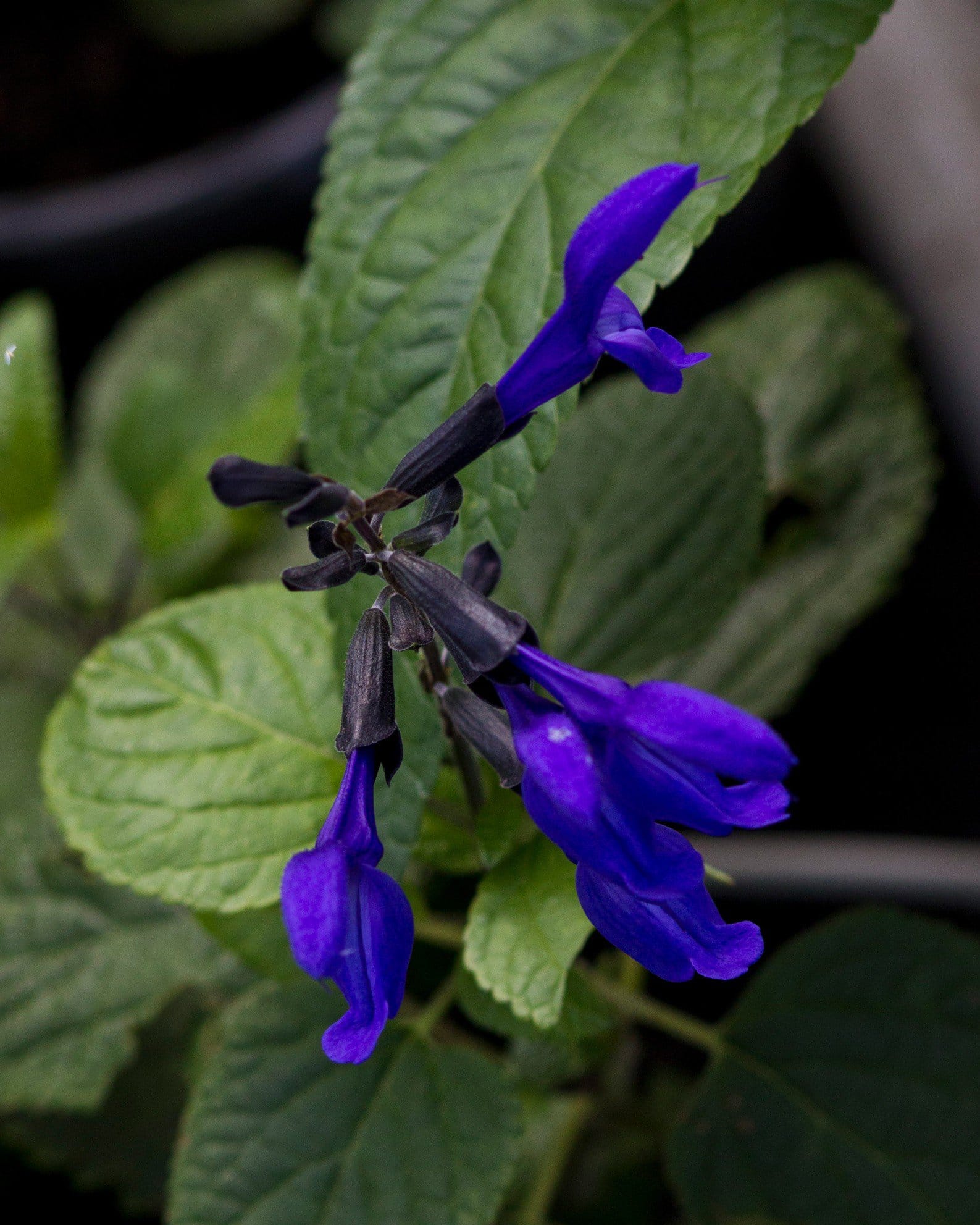 Black & Blue Salvia - view 5