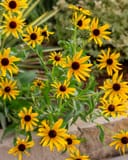Black-eyed Susan Rudbeckia thumbnail 1