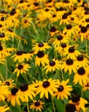 Black-eyed Susan Rudbeckia thumbnail 3