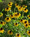 Black-eyed Susan Rudbeckia thumbnail 4