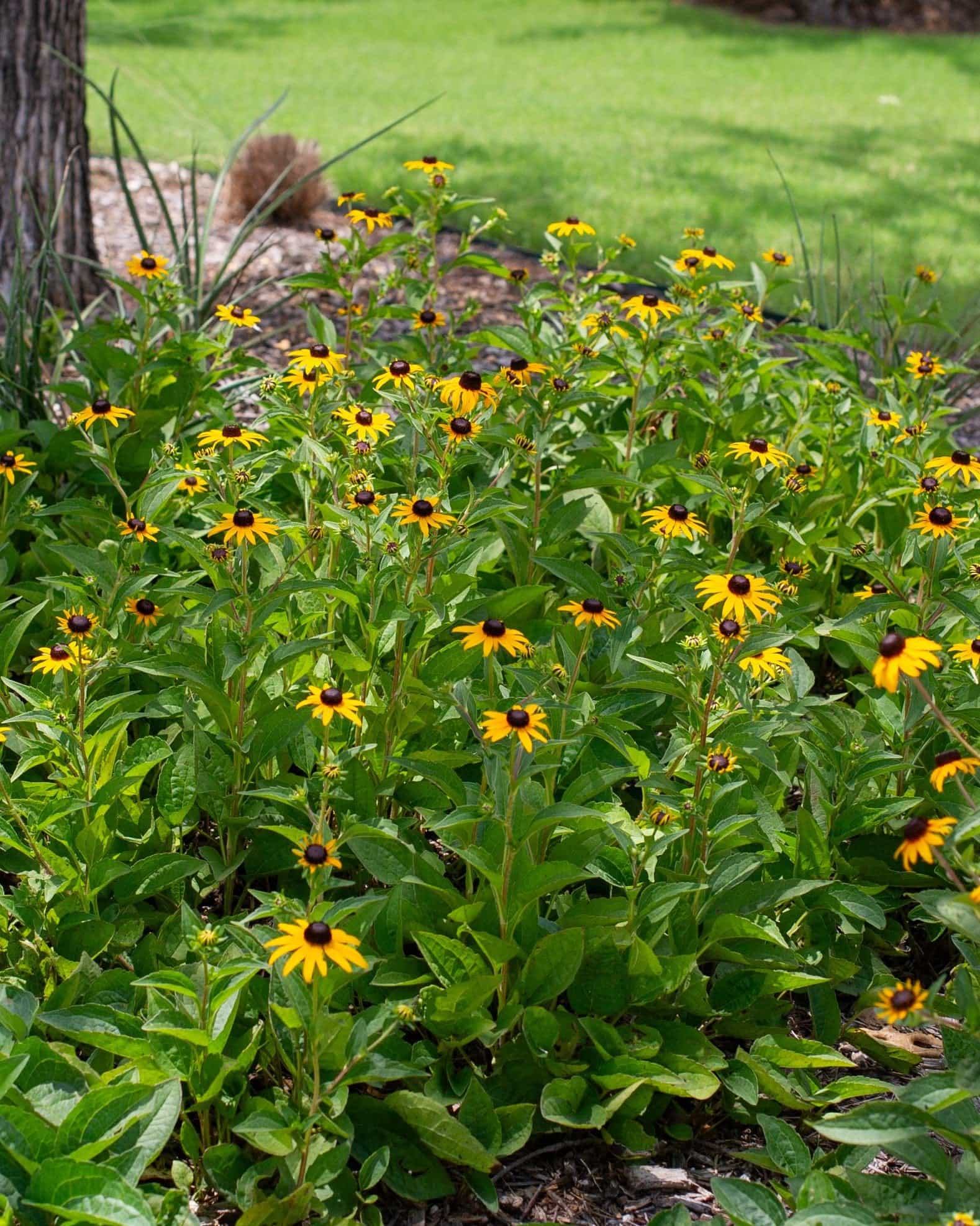Black-eyed Susan Rudbeckia Goldsturm - view 5