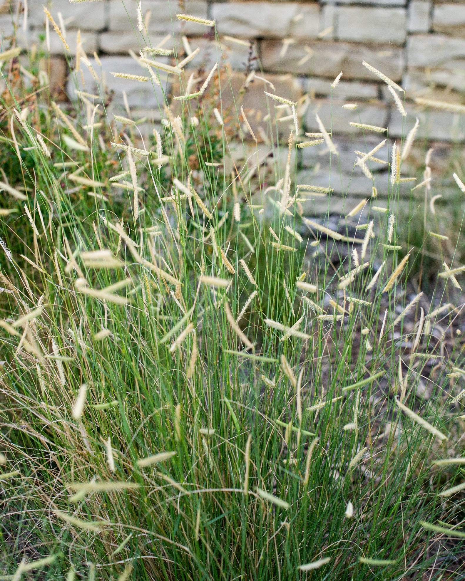 Blue Grama Blonde Ambition