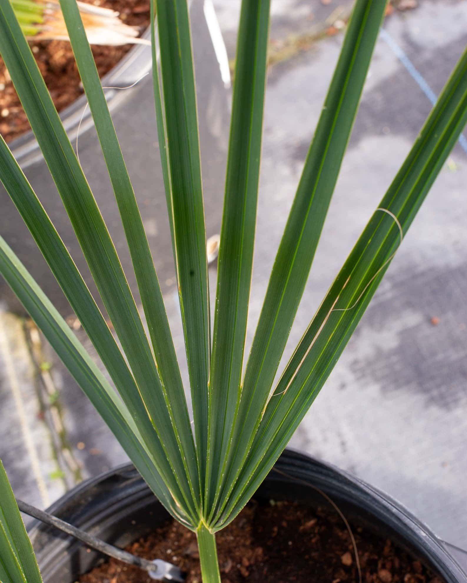 Dwarf Palmetto Palm - Image 2
