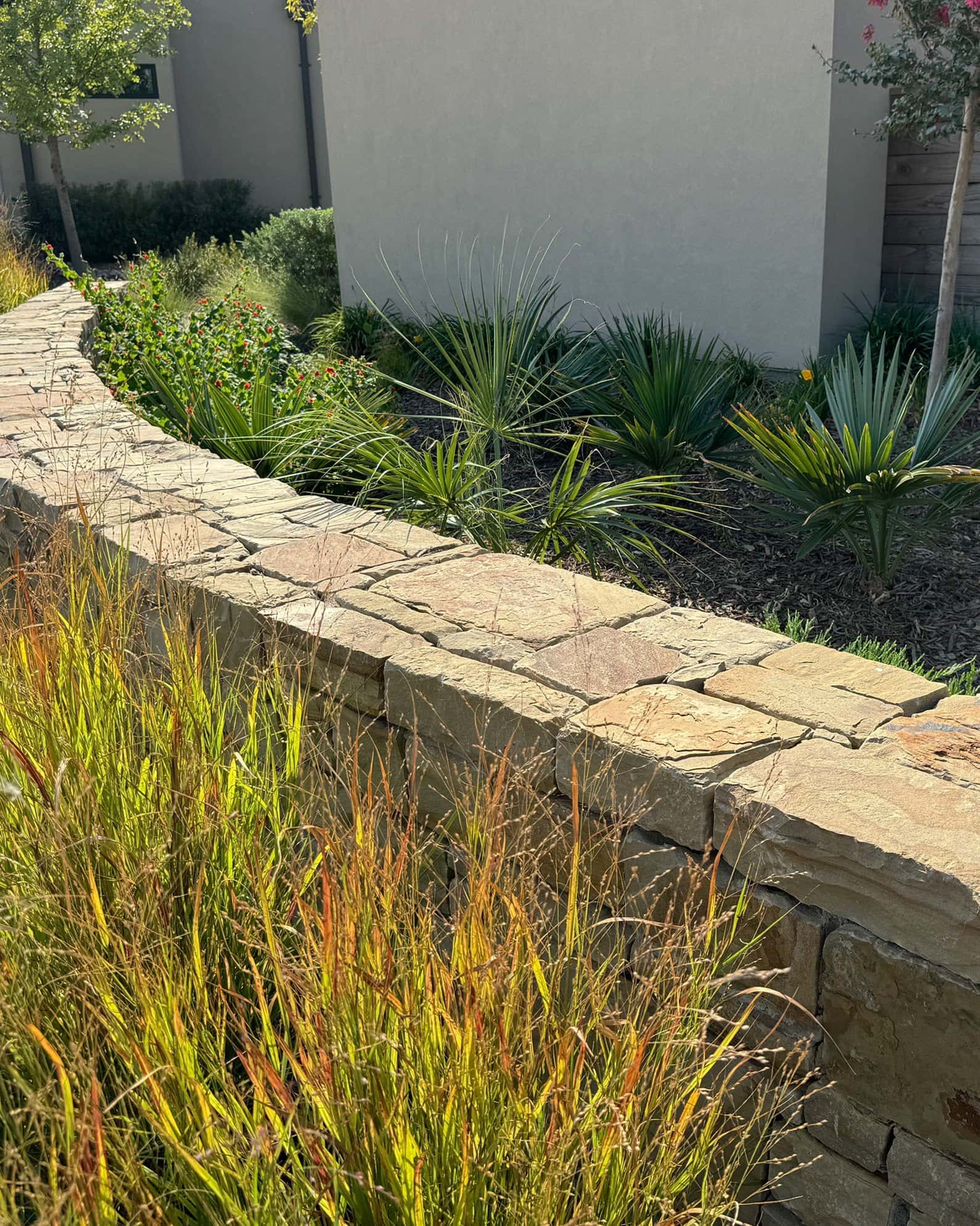 Dwarf Palmetto Palm - Image 4