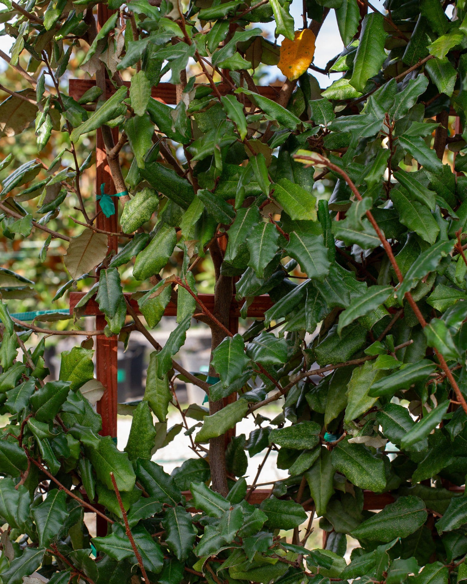 Elaeagnus Espalier