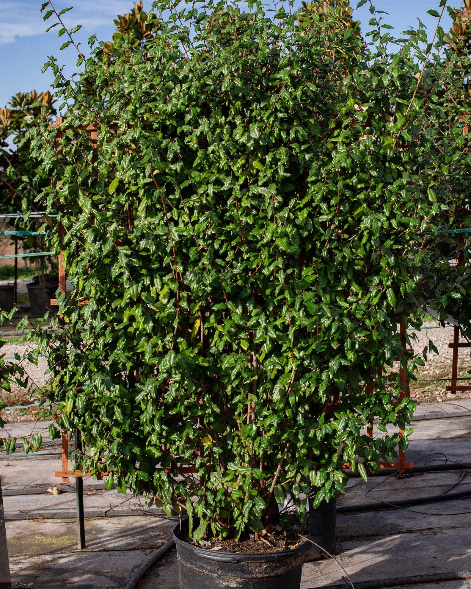 Elaeagnus Espalier - view 2