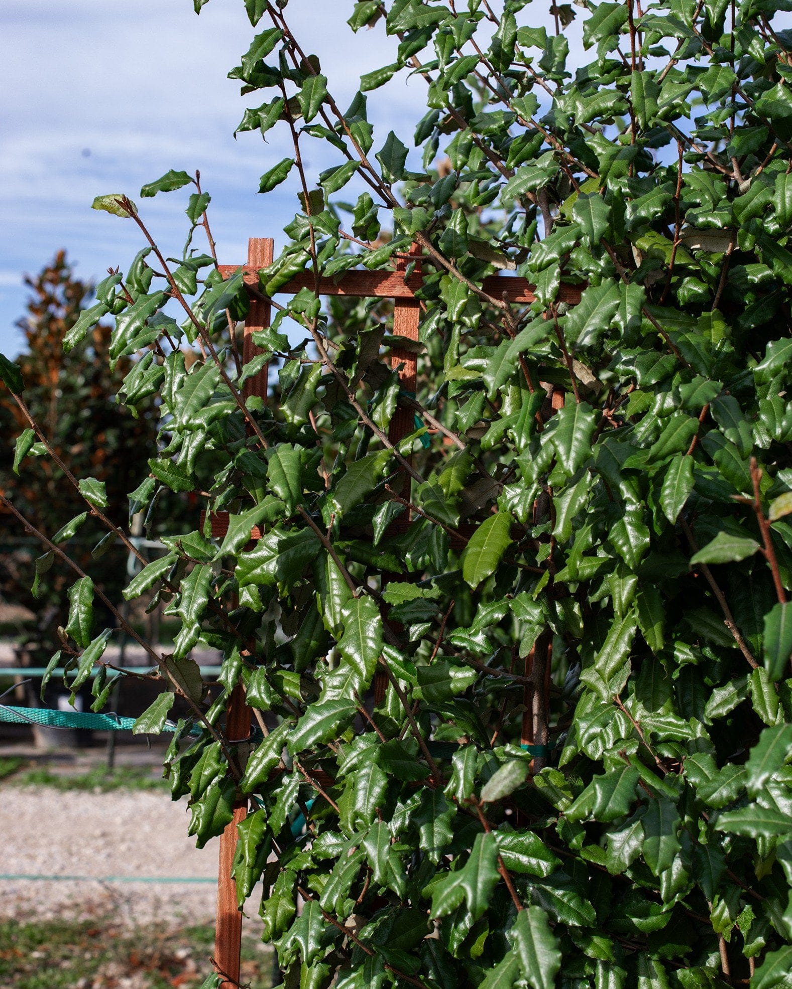 Elaeagnus Espalier - view 3