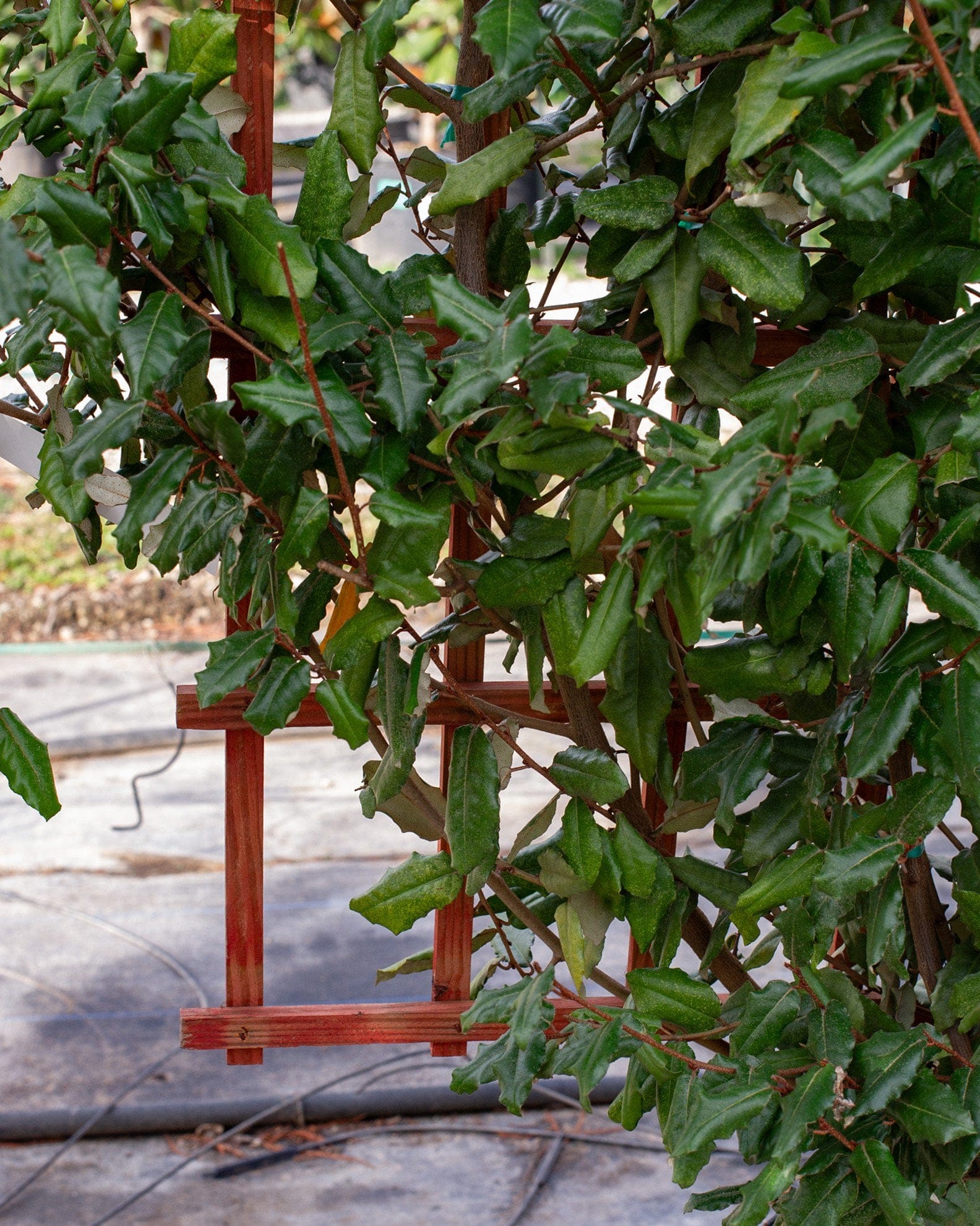 Elaeagnus Espalier - view 4