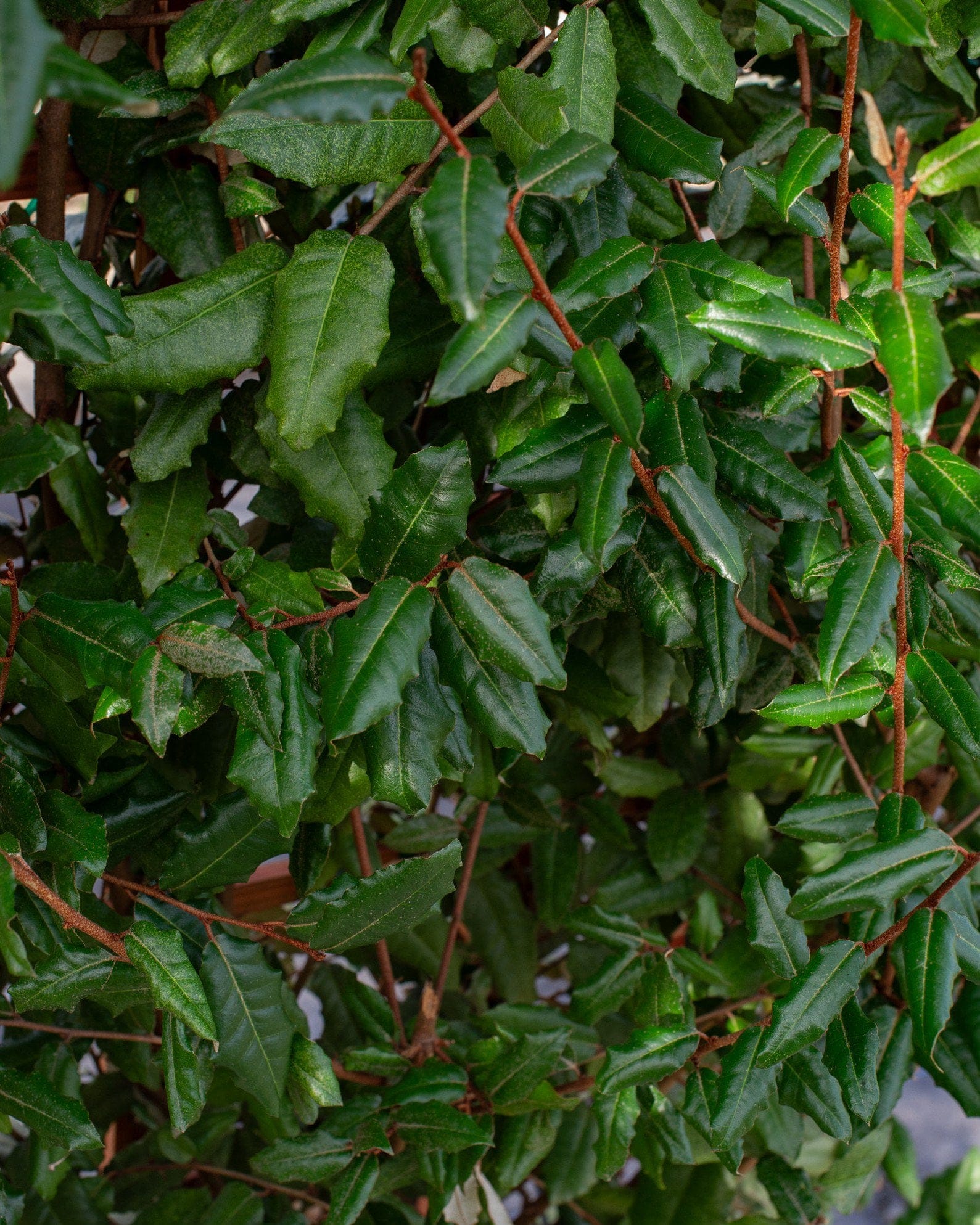 Elaeagnus Espalier - view 5