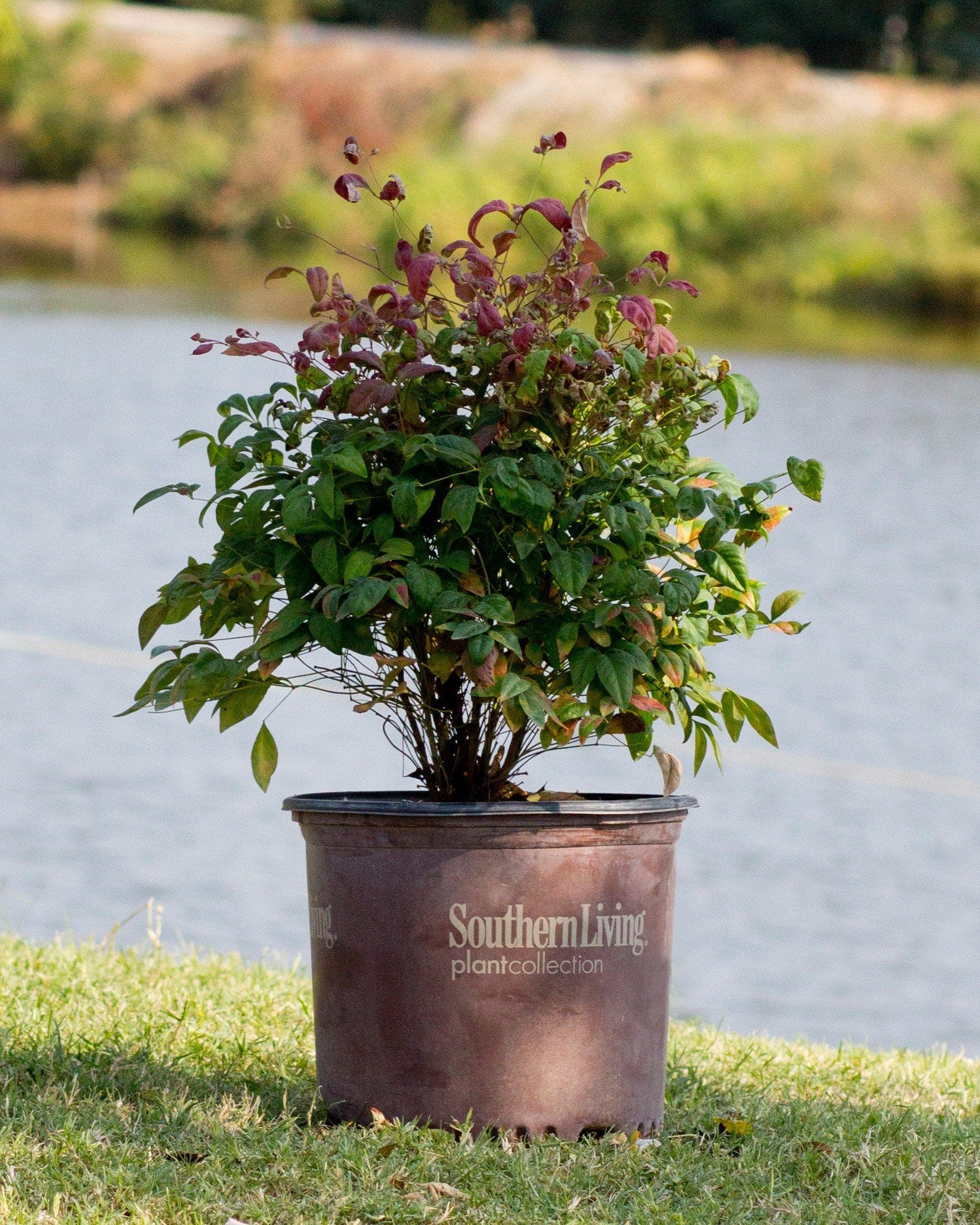 Blush Pink Nandina