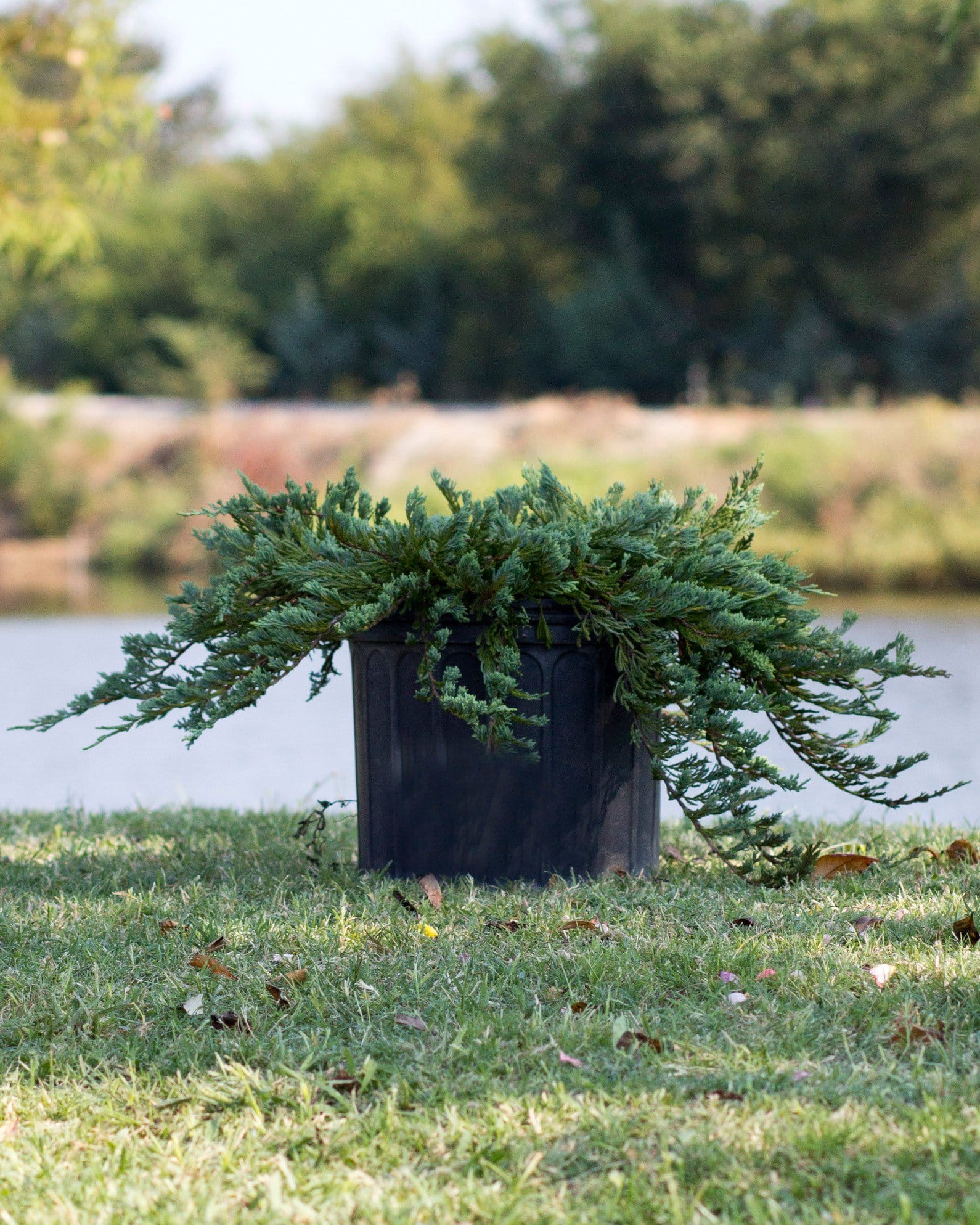 Blue Rug Juniper